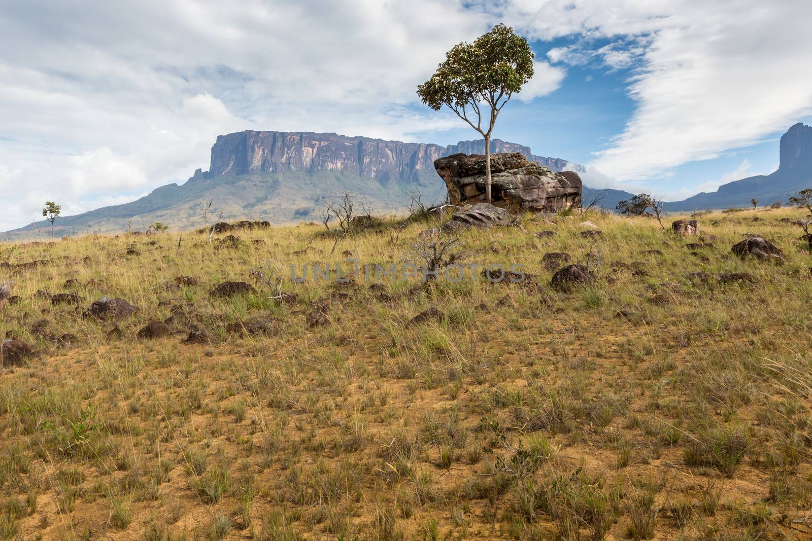 Track to Mount Roraima - Venezuela, South America  by mariusz_prusaczyk