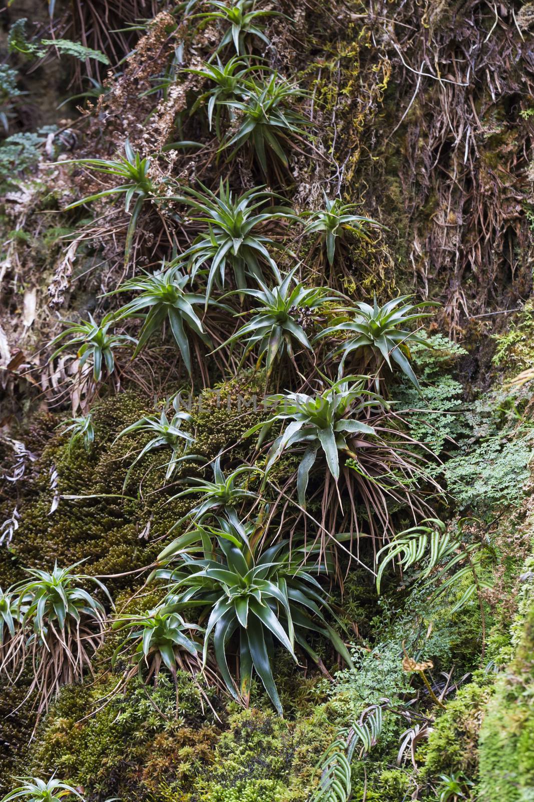 Stream from Mount Roraima in Venezuela by mariusz_prusaczyk