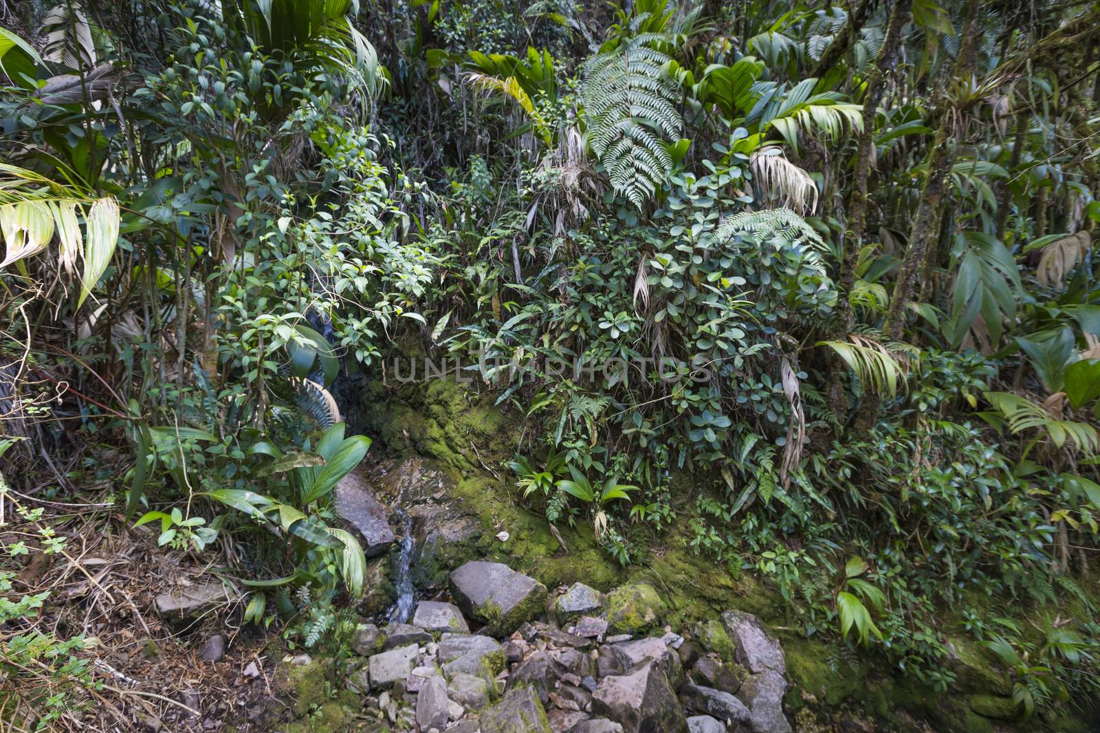 Stream from Mount Roraima in Venezuela

