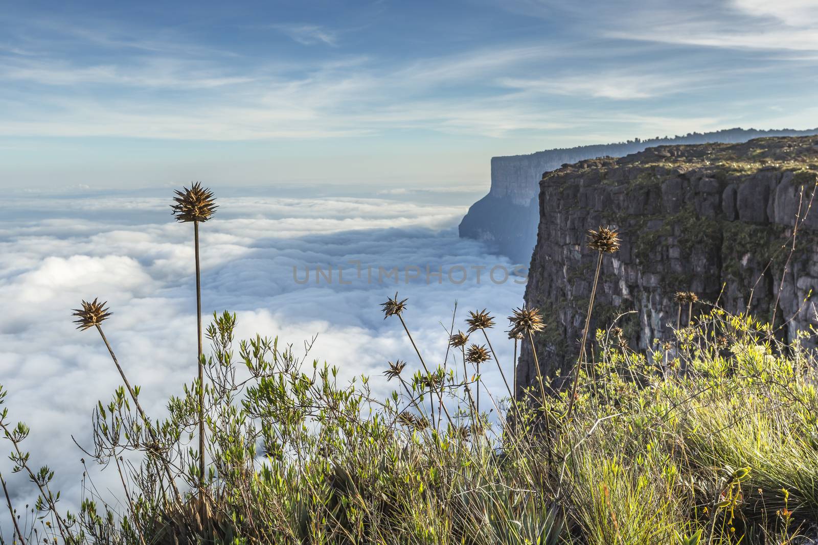 View from the Roraima tepui on Kukenan tepui at the mist - Venez by mariusz_prusaczyk