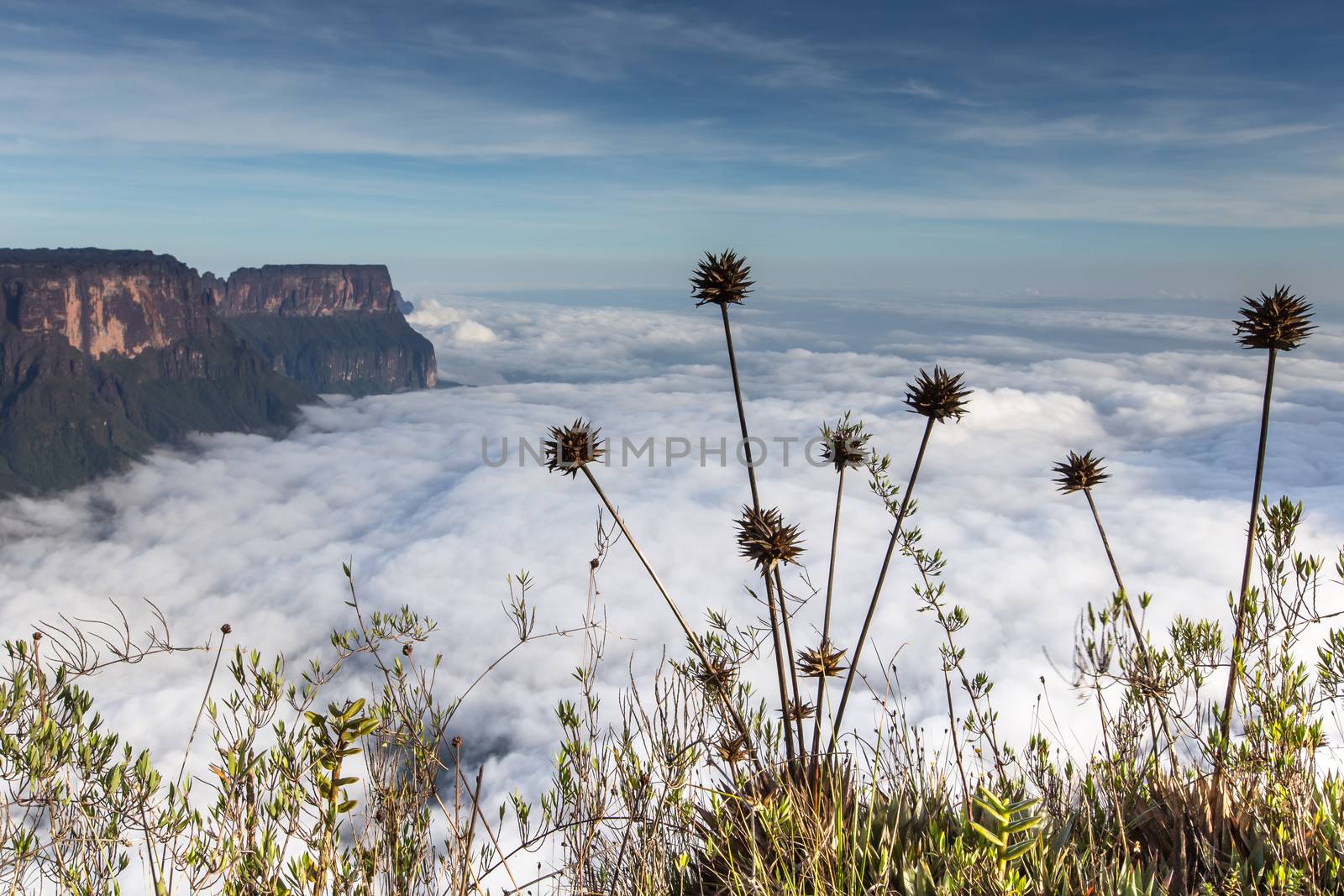 The view from the plateau of Roraima on the Grand Sabana - Venezuela, Latin America  by mariusz_prusaczyk