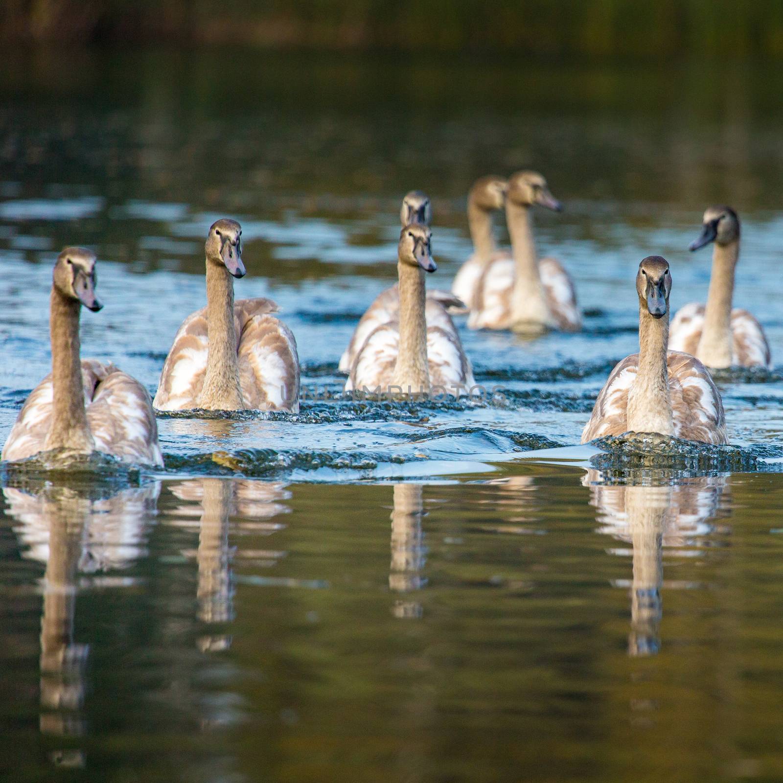 Tranquil Scene of a Swan Family Swimming on a Lake at autumn time. by mariusz_prusaczyk