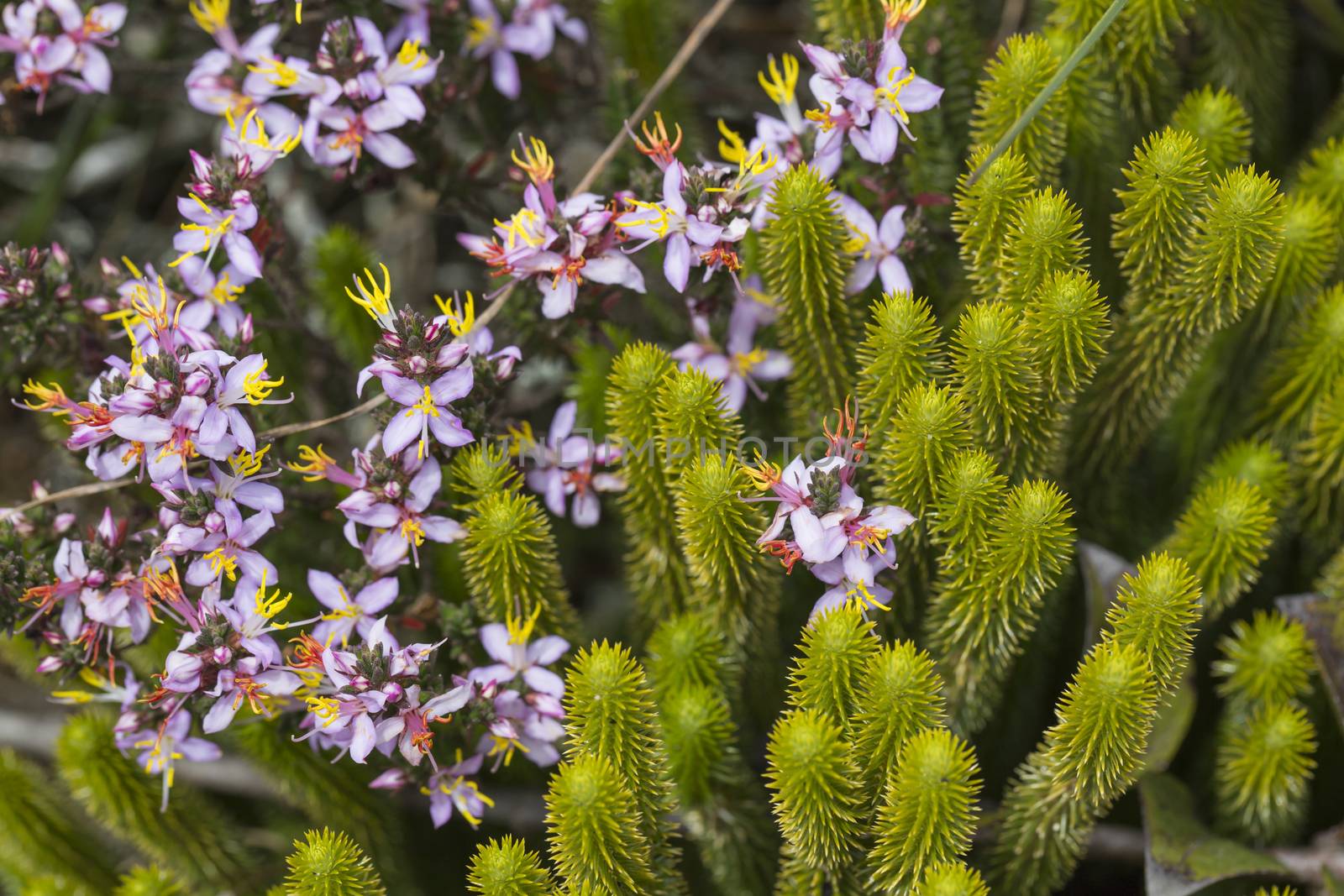 A very rare endemic plants on the plateau of Roraima - Venezuela