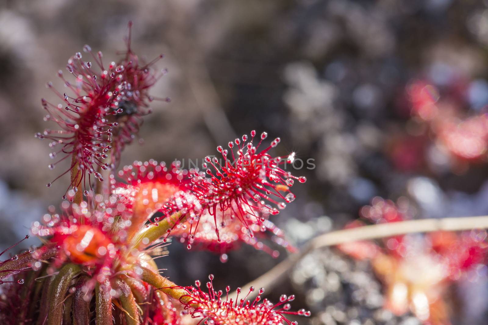 Drocera anglica flower close up. Sundew lives on swamps and it fishes insects sticky leaves. Life of plants and insects on bogs. Selective focus. Beautiful background from plants on a background.