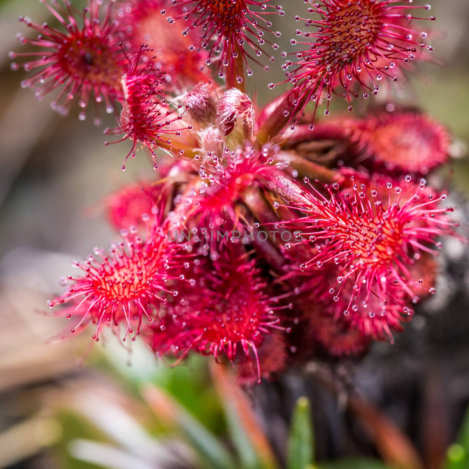 Sundew (Drosera rotundifolia) on plateau of Roraima tepui - Venezuela, South America  by mariusz_prusaczyk