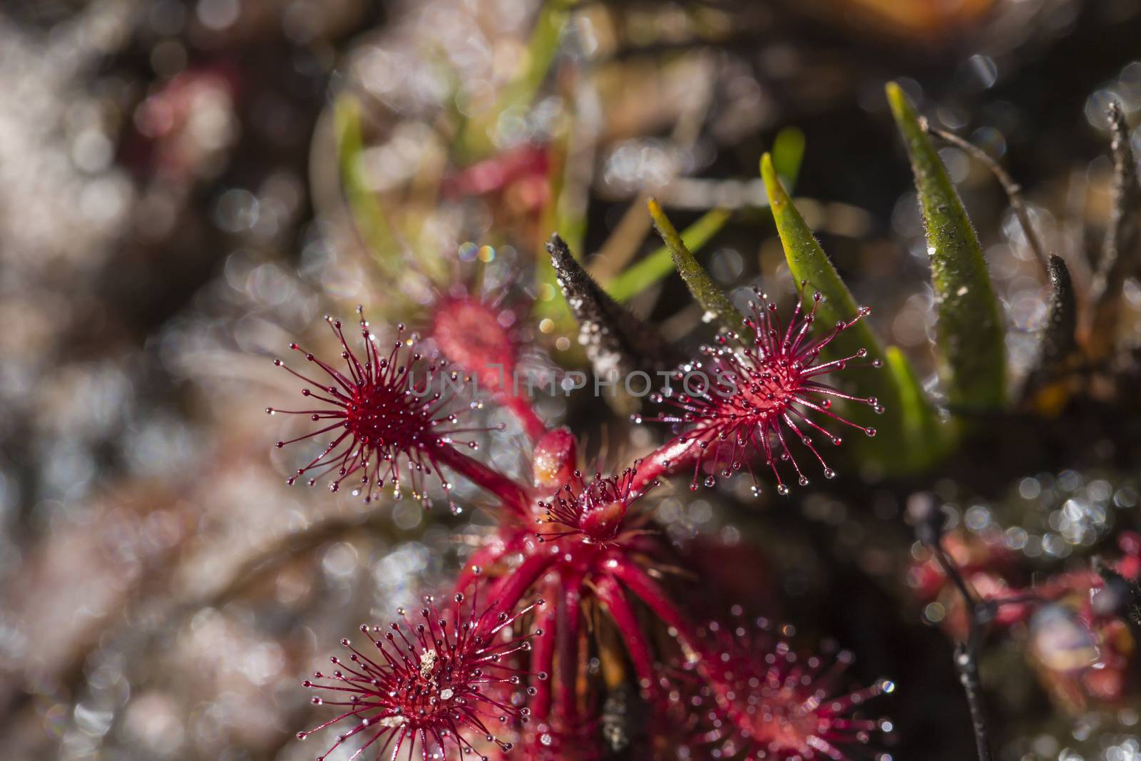 Drocera anglica flower close up. Sundew lives on swamps and it fishes insects sticky leaves. Life of plants and insects on bogs. Selective focus. Beautiful background from plants on a background.