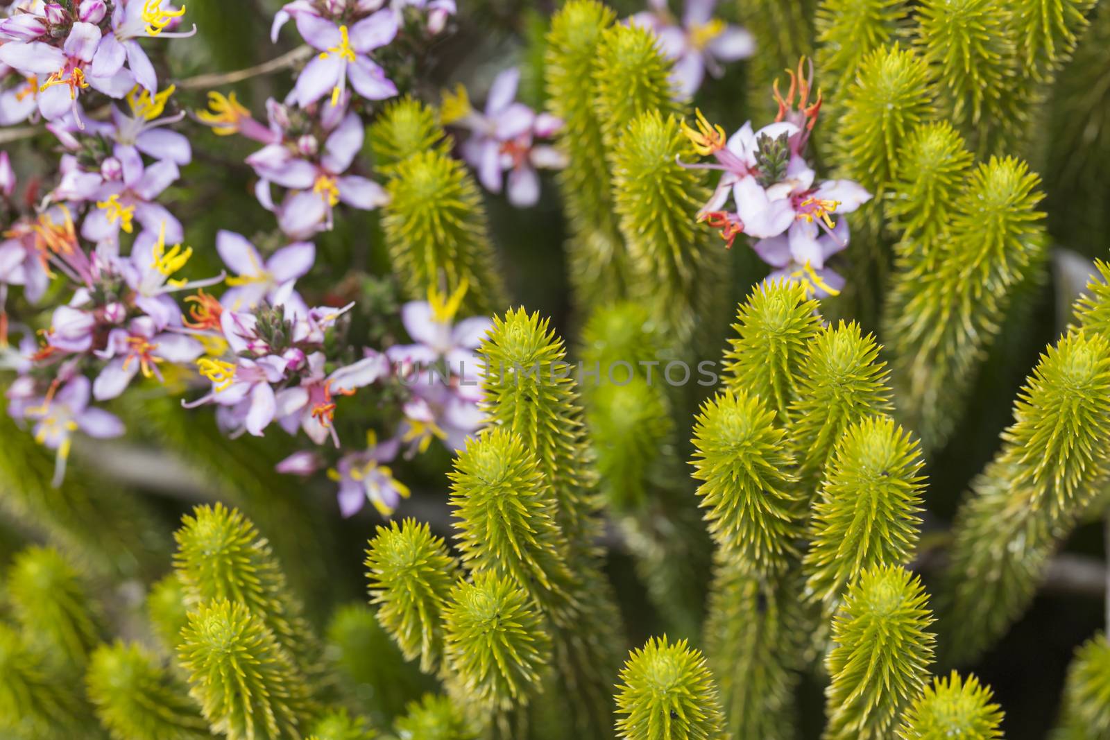 A very rare endemic plants on the plateau of Roraima - Venezuela by mariusz_prusaczyk
