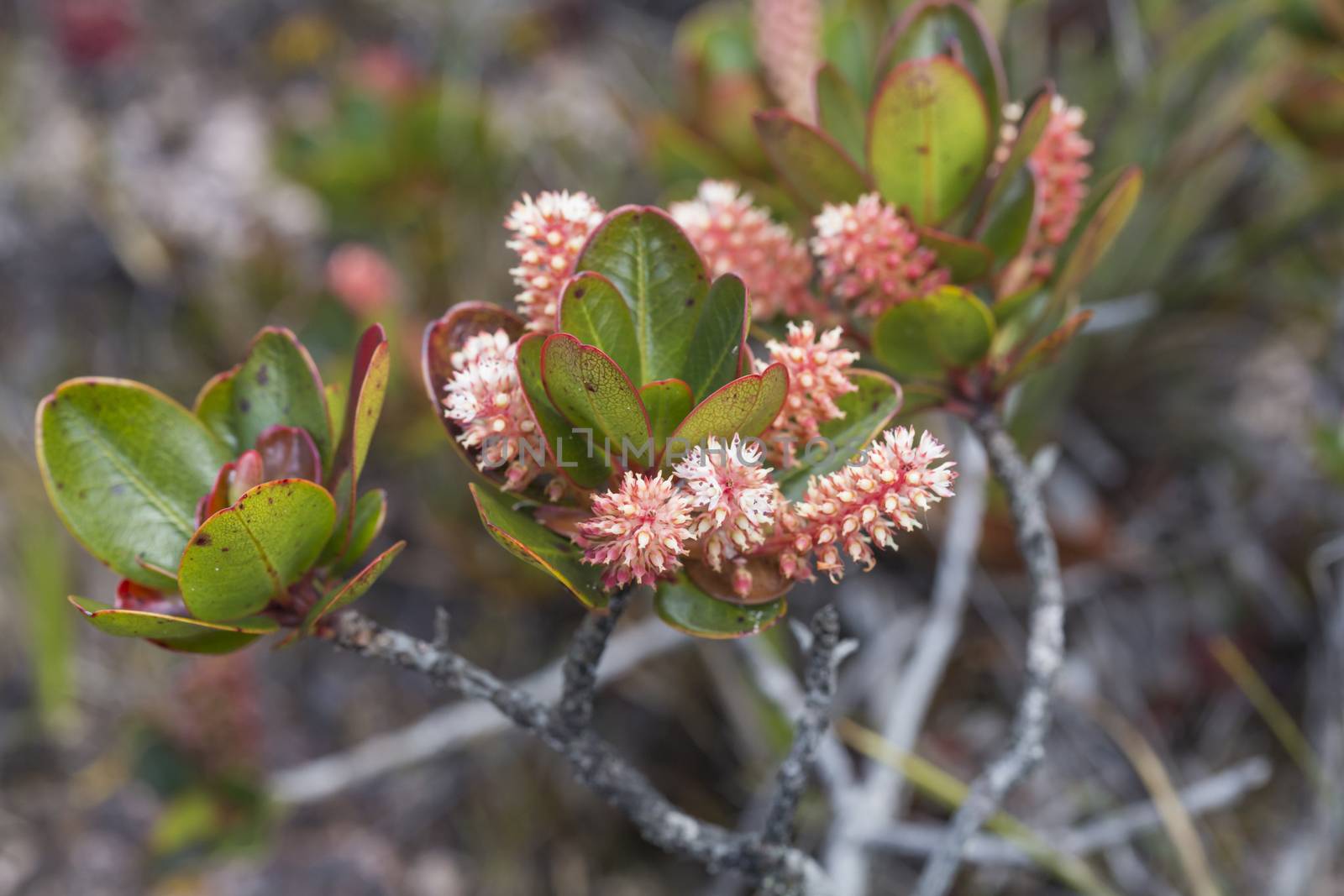 A very rare endemic plants on the plateau of Roraima - Venezuela by mariusz_prusaczyk