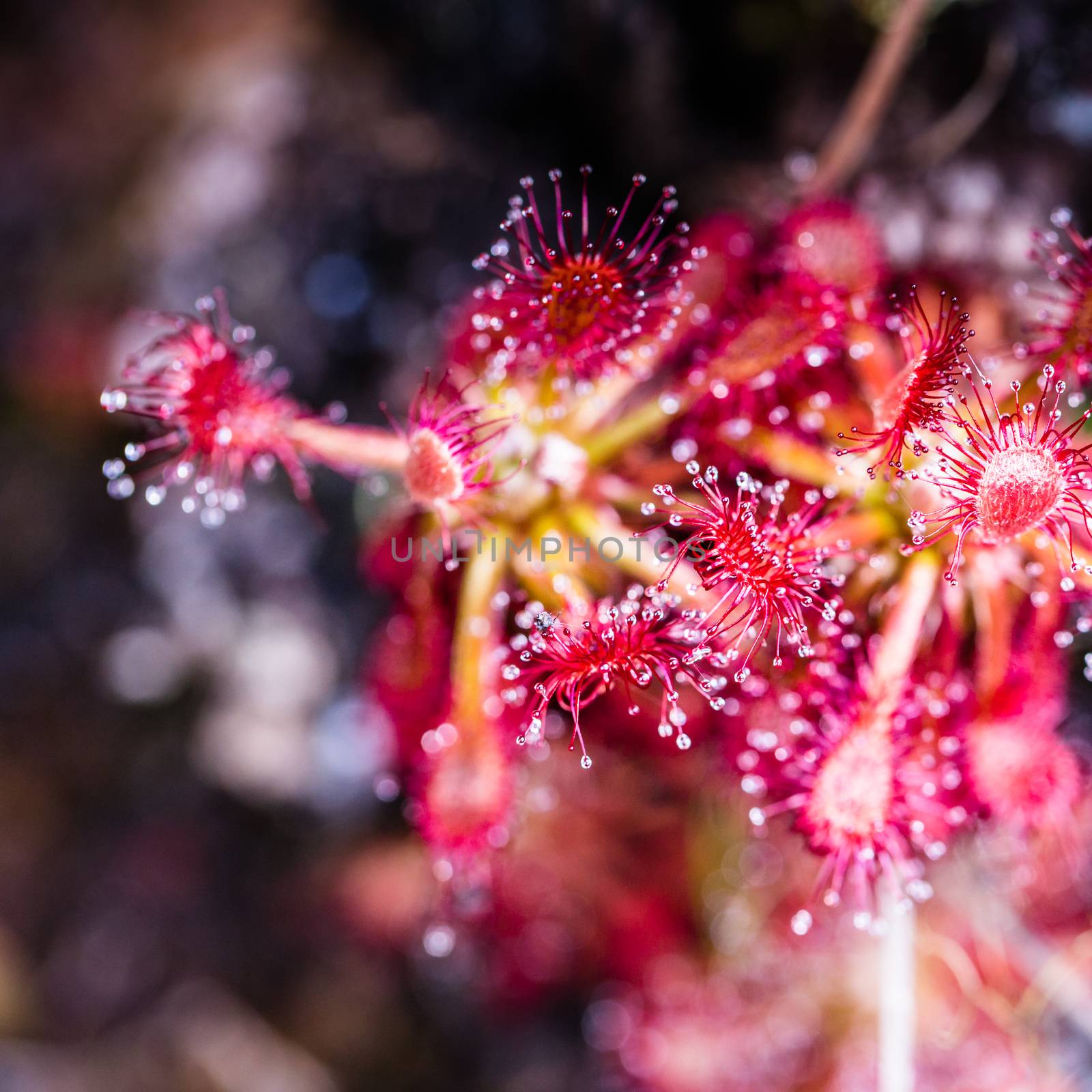 Sundew (Drosera rotundifolia) on plateau of Roraima tepui - Venezuela, South America 