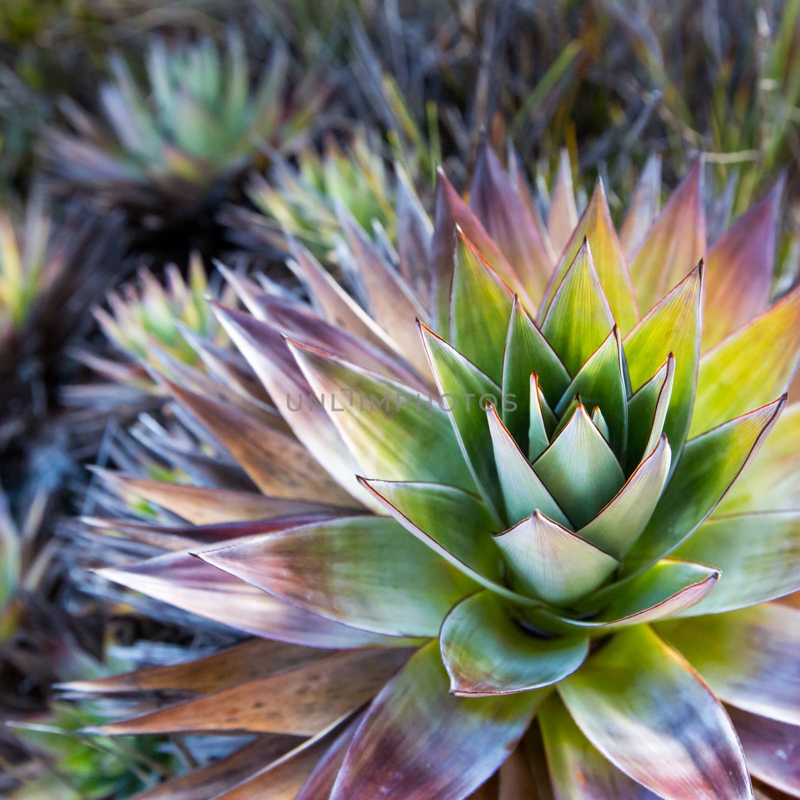 Endemic plant from Mount Roraima in Venezuela by mariusz_prusaczyk