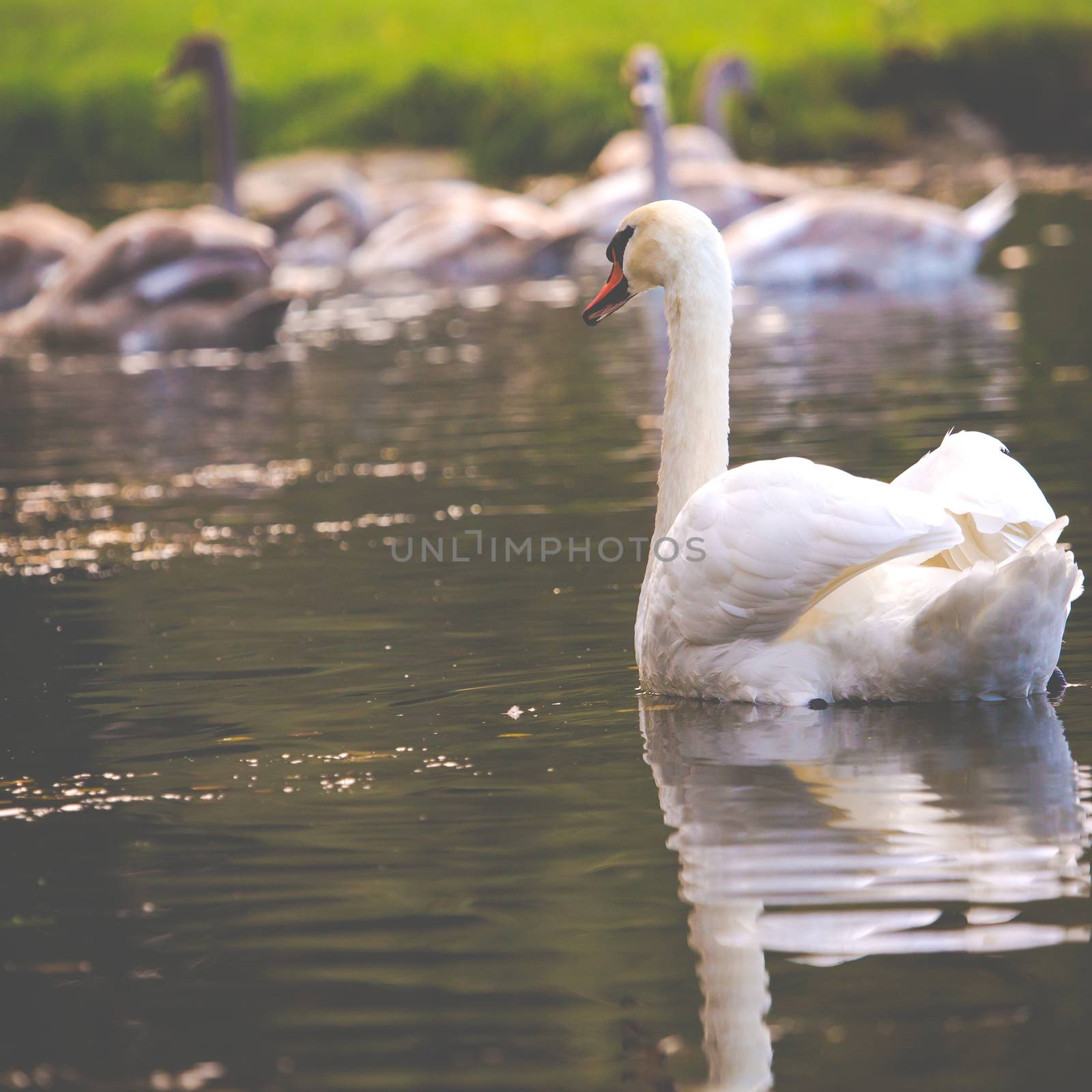 Tranquil Scene of a Swan Family Swimming on a Lake at autumn time.