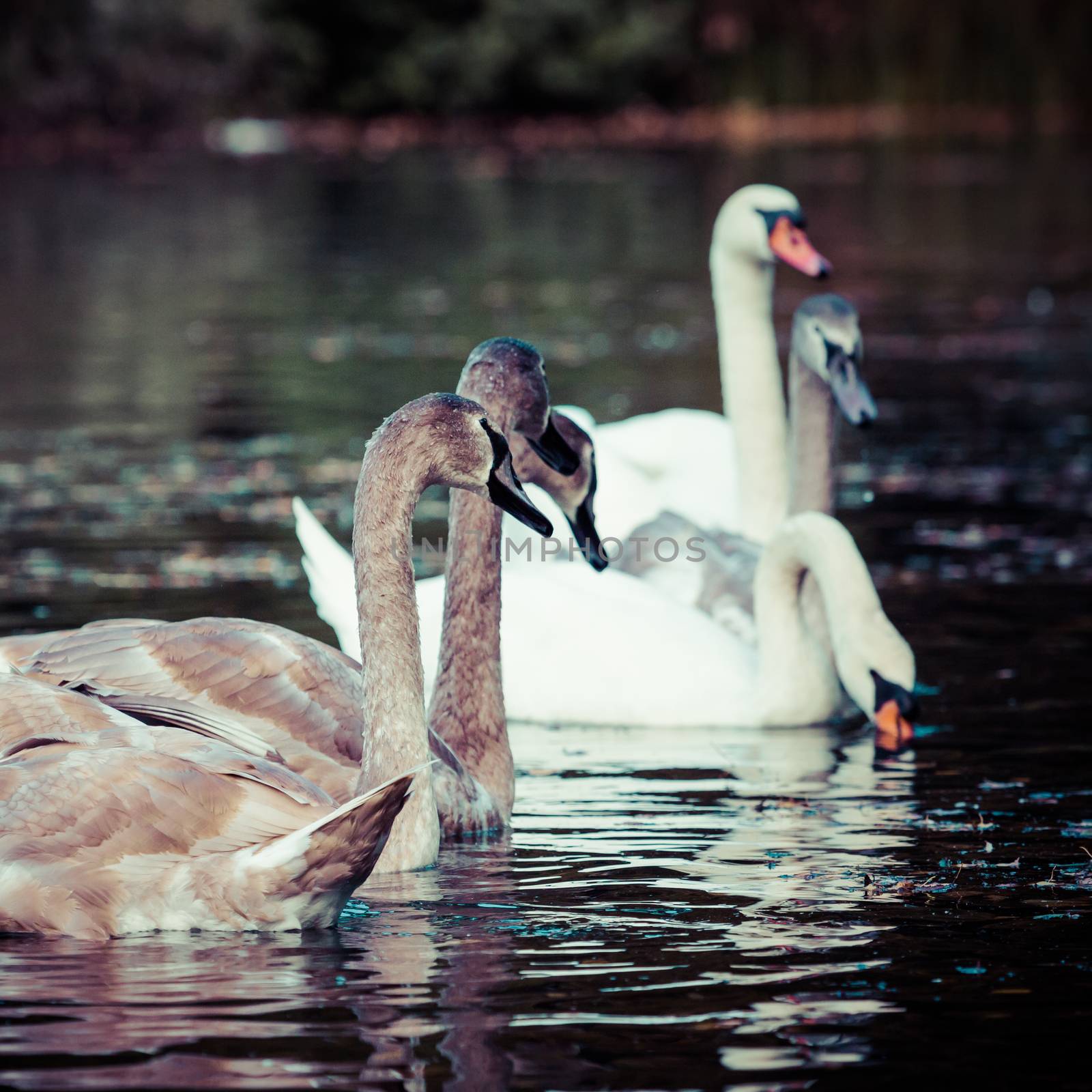 Tranquil Scene of a Swan Family Swimming on a Lake at autumn time. by mariusz_prusaczyk