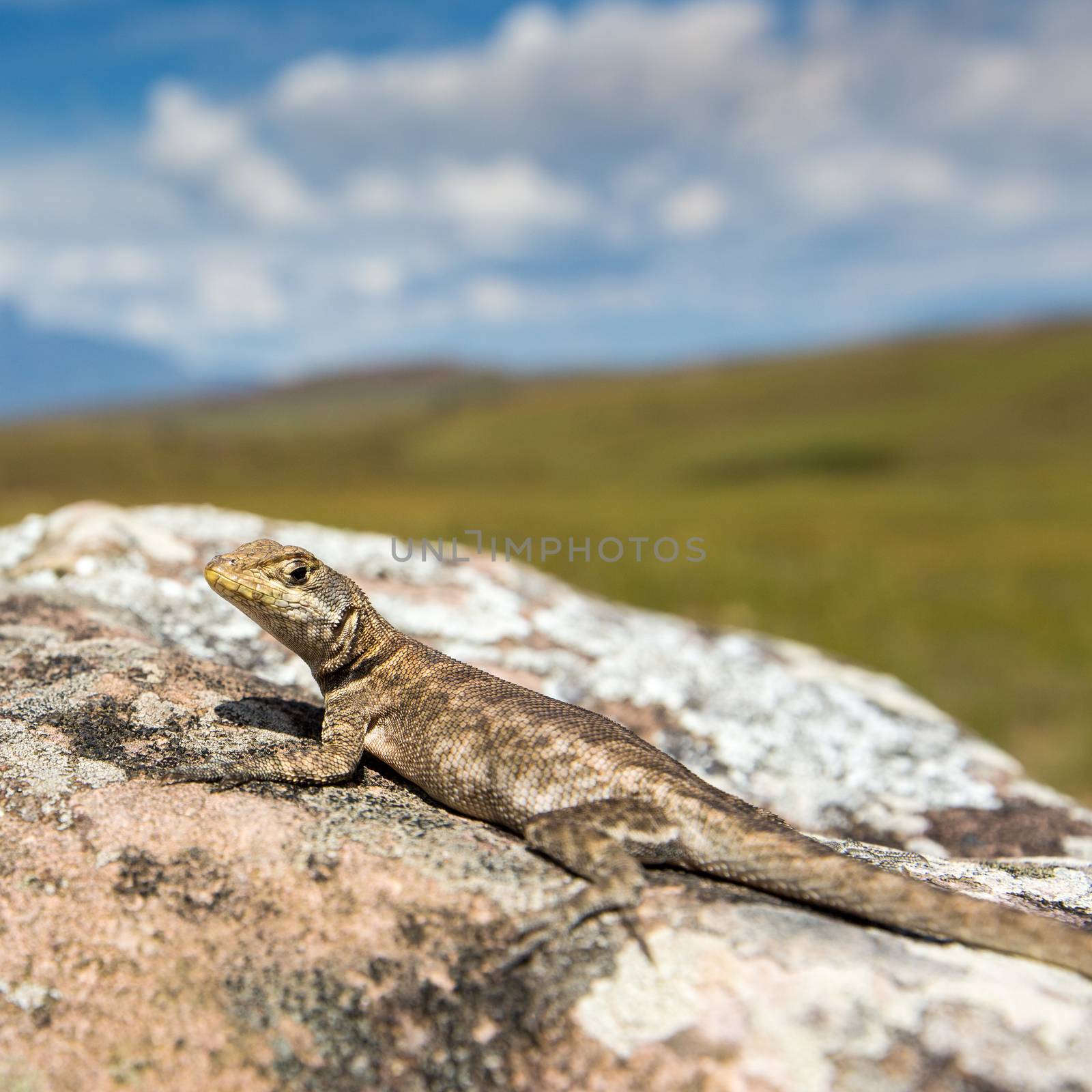 Lizard in road to Mount Roraima - Venezuela, Latin America by mariusz_prusaczyk