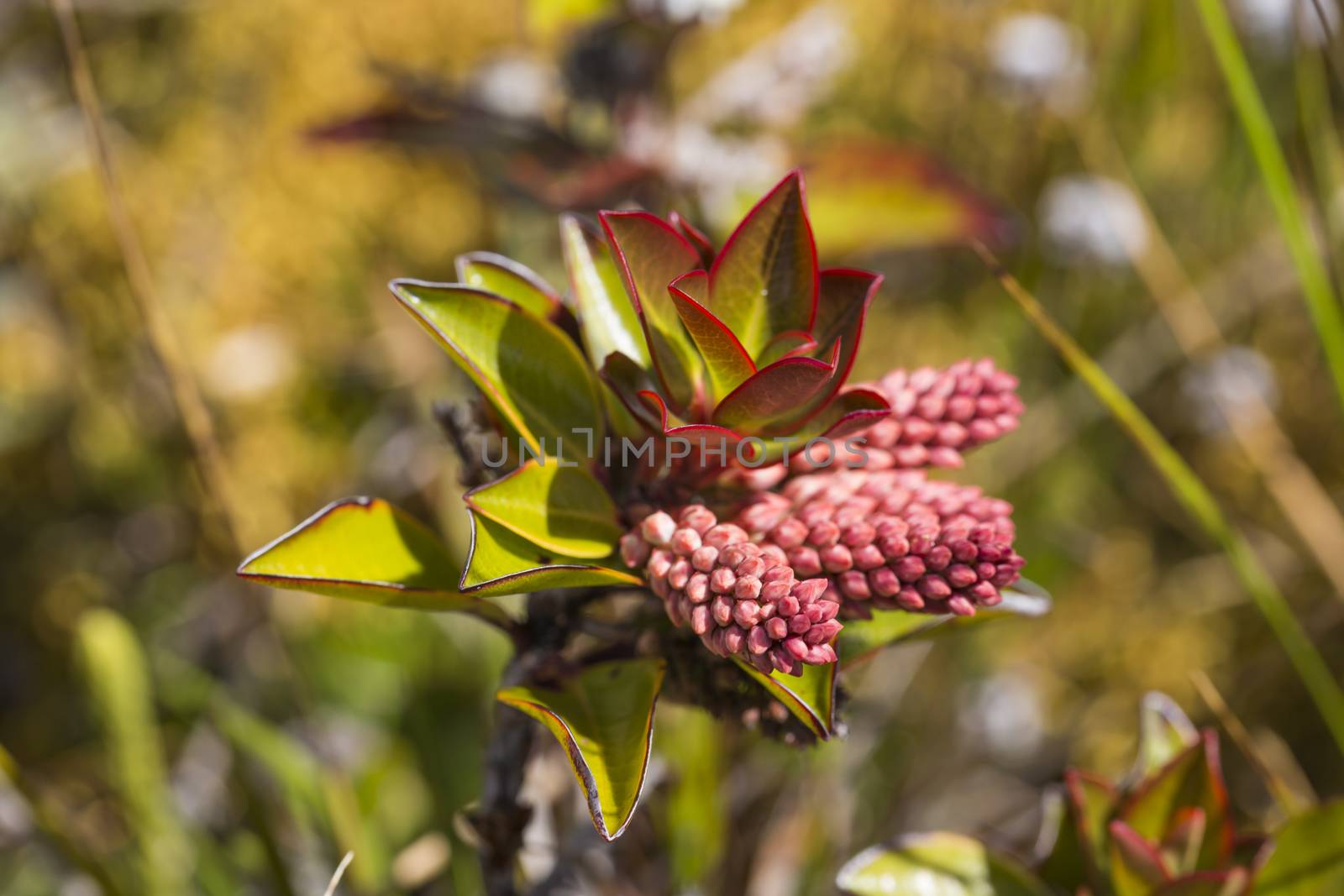 A very rare endemic plants on the plateau of Roraima - Venezuela by mariusz_prusaczyk