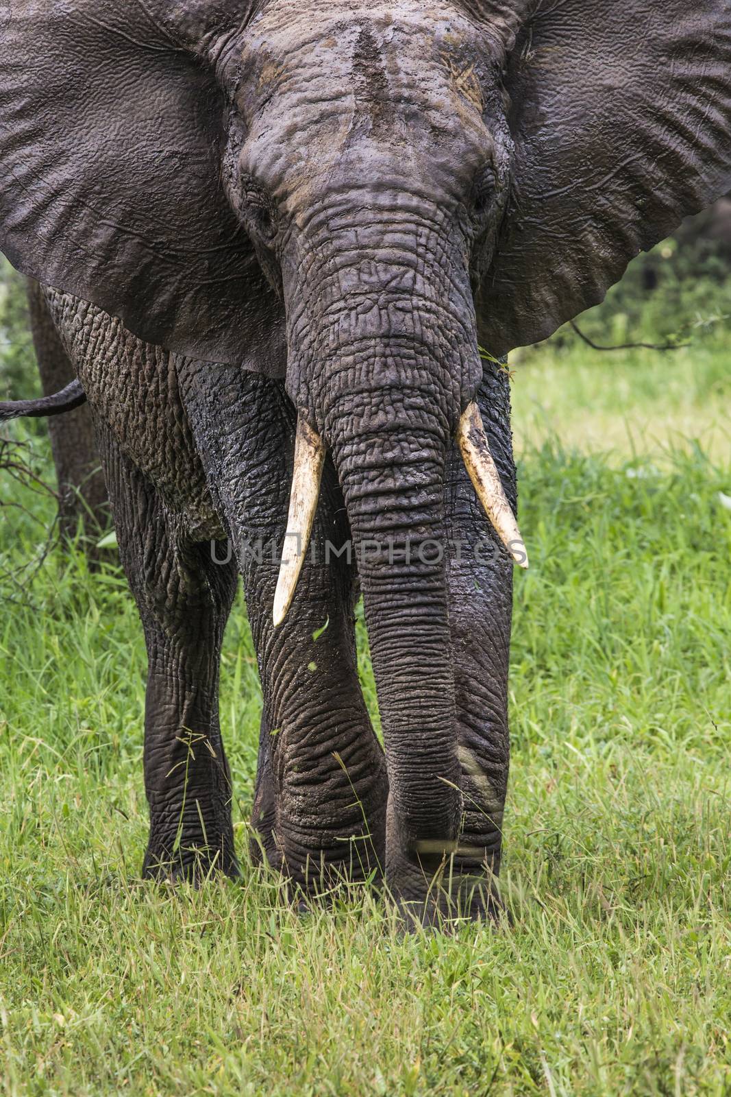 African elephant in the Tarangire National Park, Tanzania by mariusz_prusaczyk