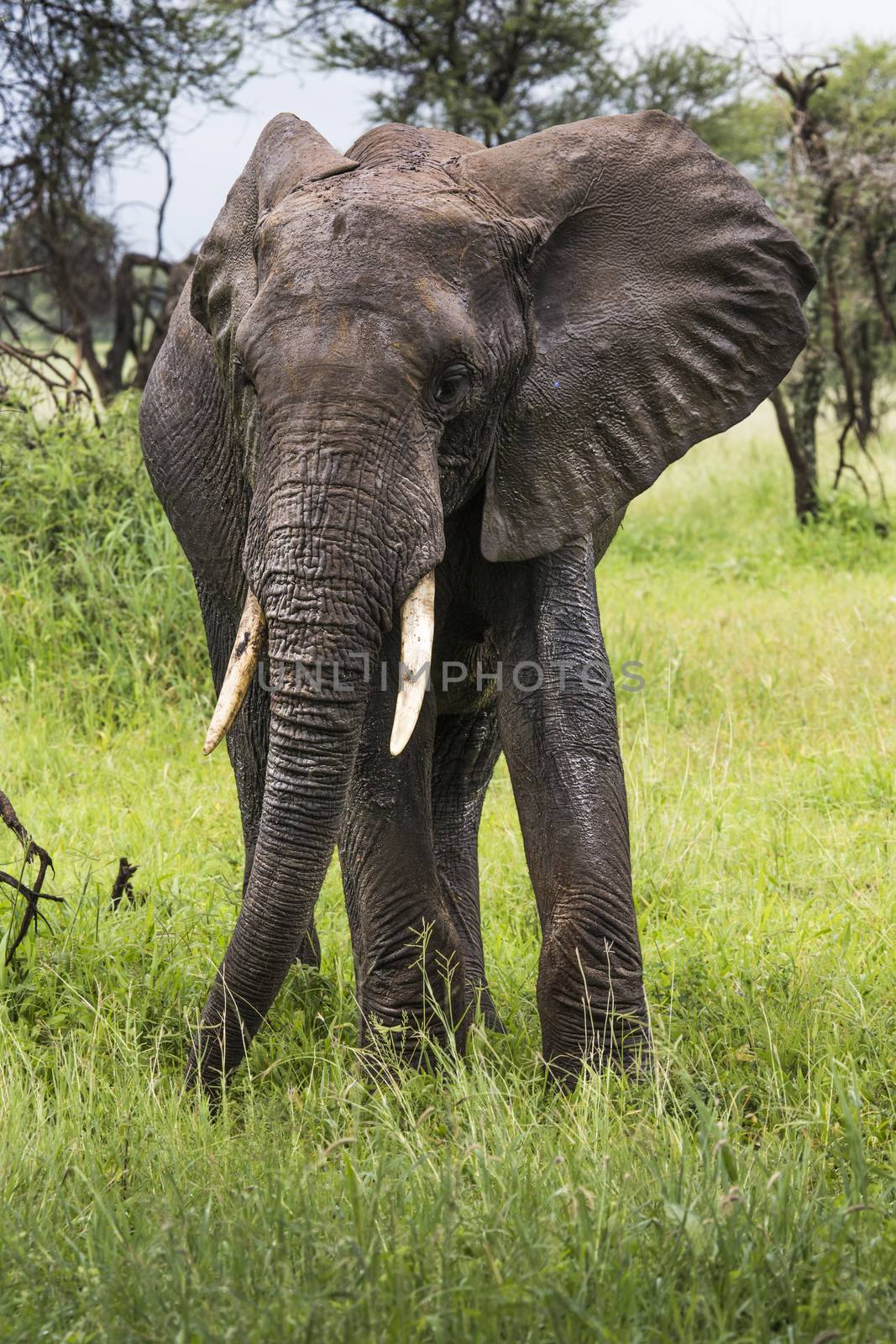African elephant in the Tarangire National Park, Tanzania by mariusz_prusaczyk