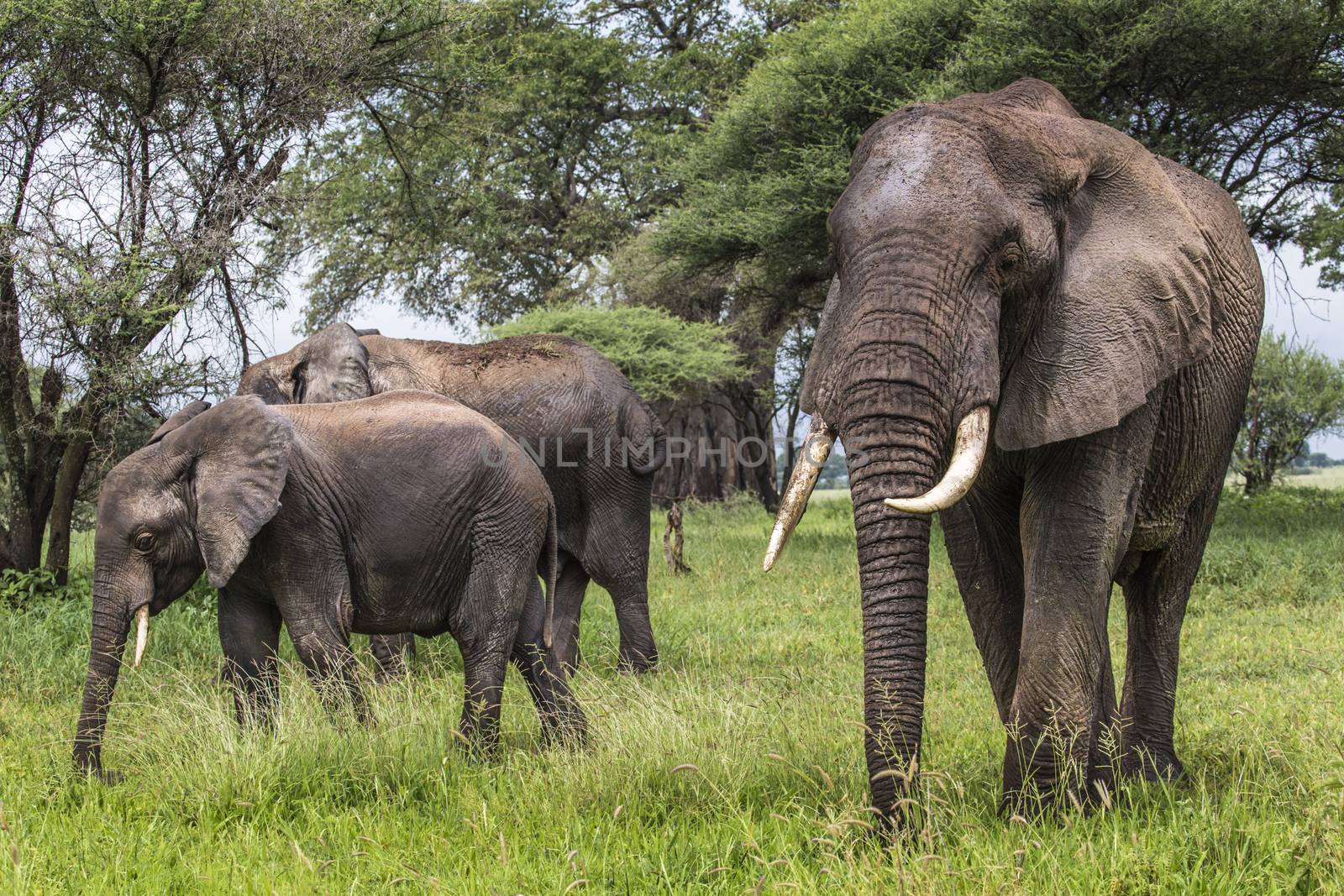 African elephants walking in savannah in the Tarangire National Park, Tanzania