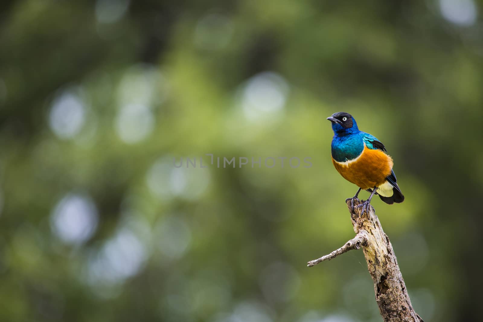 Colourful bird Superb Starling sits on a branch on a bright blue by mariusz_prusaczyk