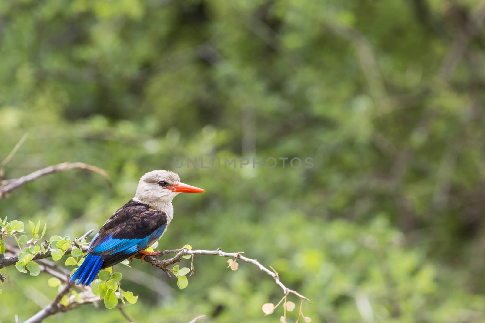 Woodland kingfisher in Lake Manyara national park, Tanzania  by mariusz_prusaczyk
