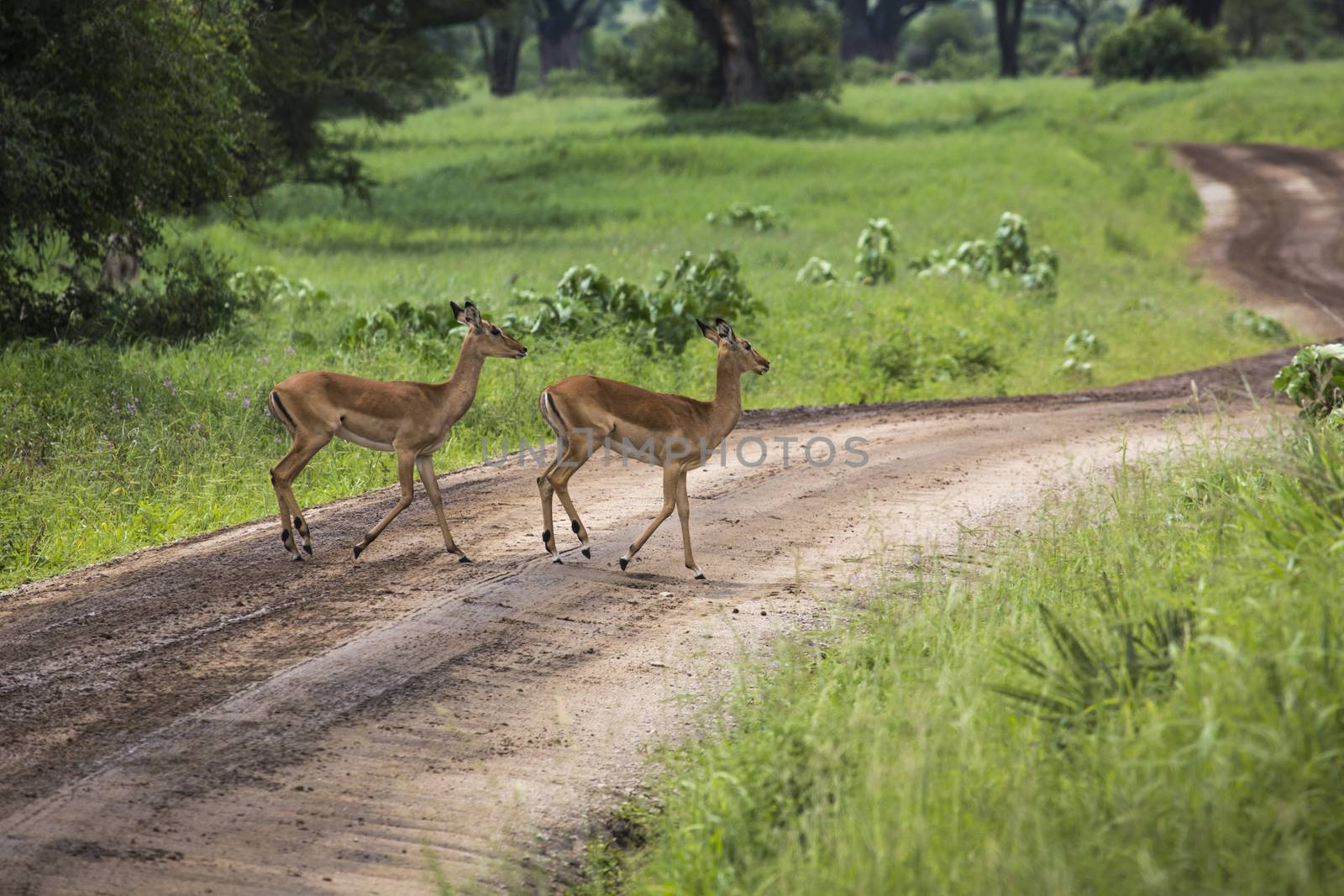 Female impala with young impala. Tarangire National Park - Wildlife Reserve in Tanzania, Africa