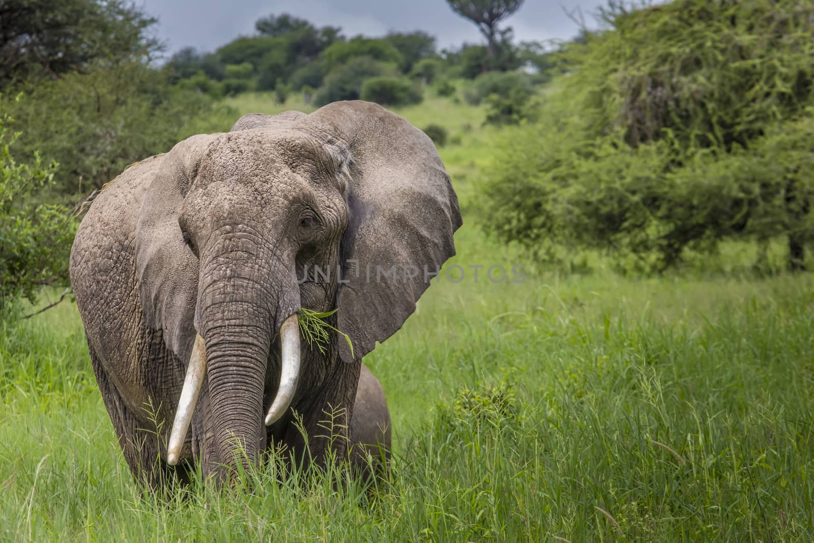 Huge African elephant bull in the Tarangire National Park, Tanza by mariusz_prusaczyk