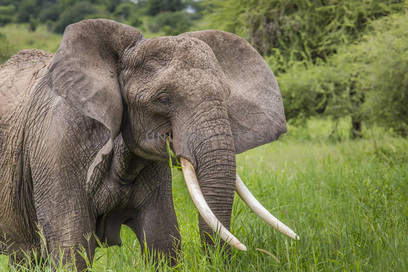 Huge African elephant bull in the Tarangire National Park, Tanzania