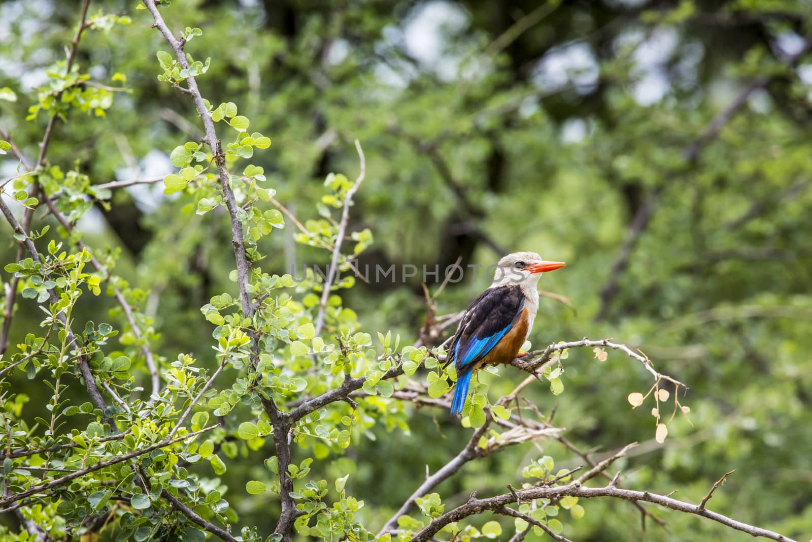 Woodland kingfisher in Lake Manyara national park, Tanzania by mariusz_prusaczyk