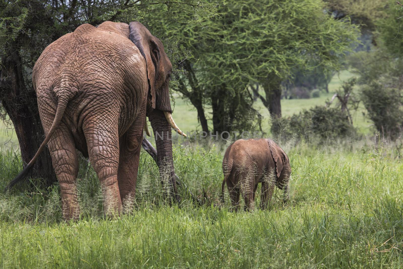 Mother and baby african elephants walking in savannah in the Tar by mariusz_prusaczyk