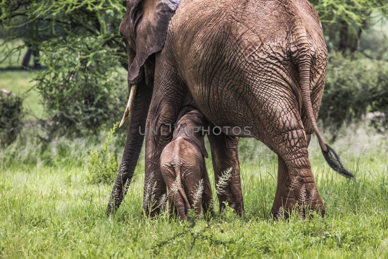 Mother and baby african elephants walking in savannah in the Tarangire National Park, Tanzania