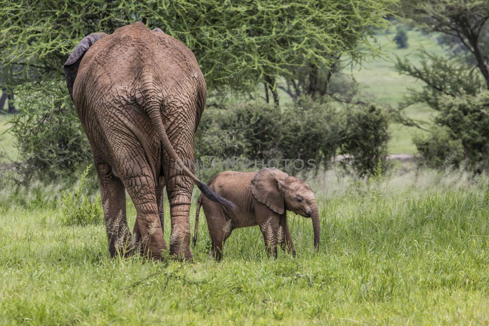 Mother and baby african elephants walking in savannah in the Tarangire National Park, Tanzania