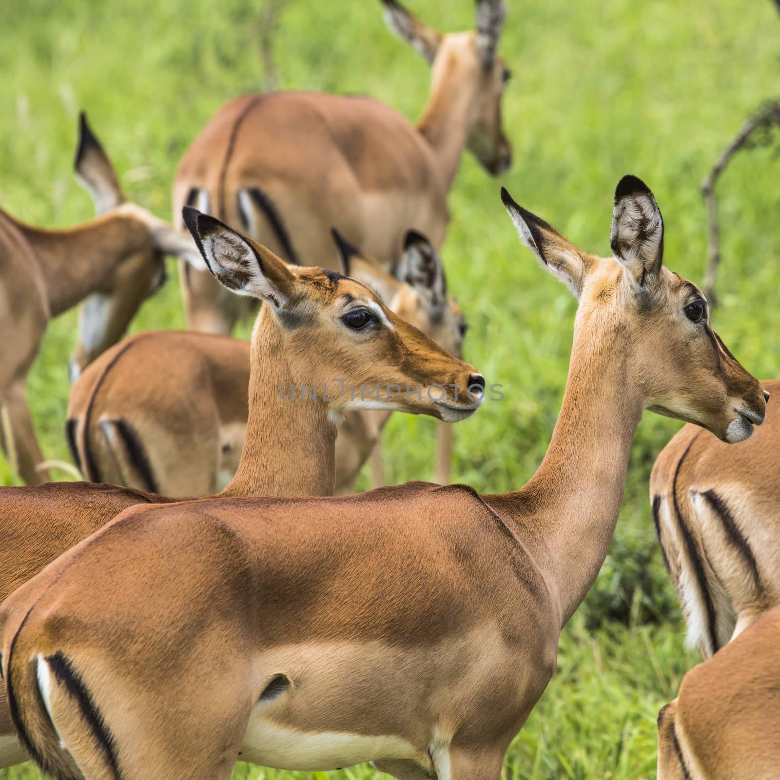 Female impala antelopes in Maasai Mara National Reserve, Kenya. by mariusz_prusaczyk