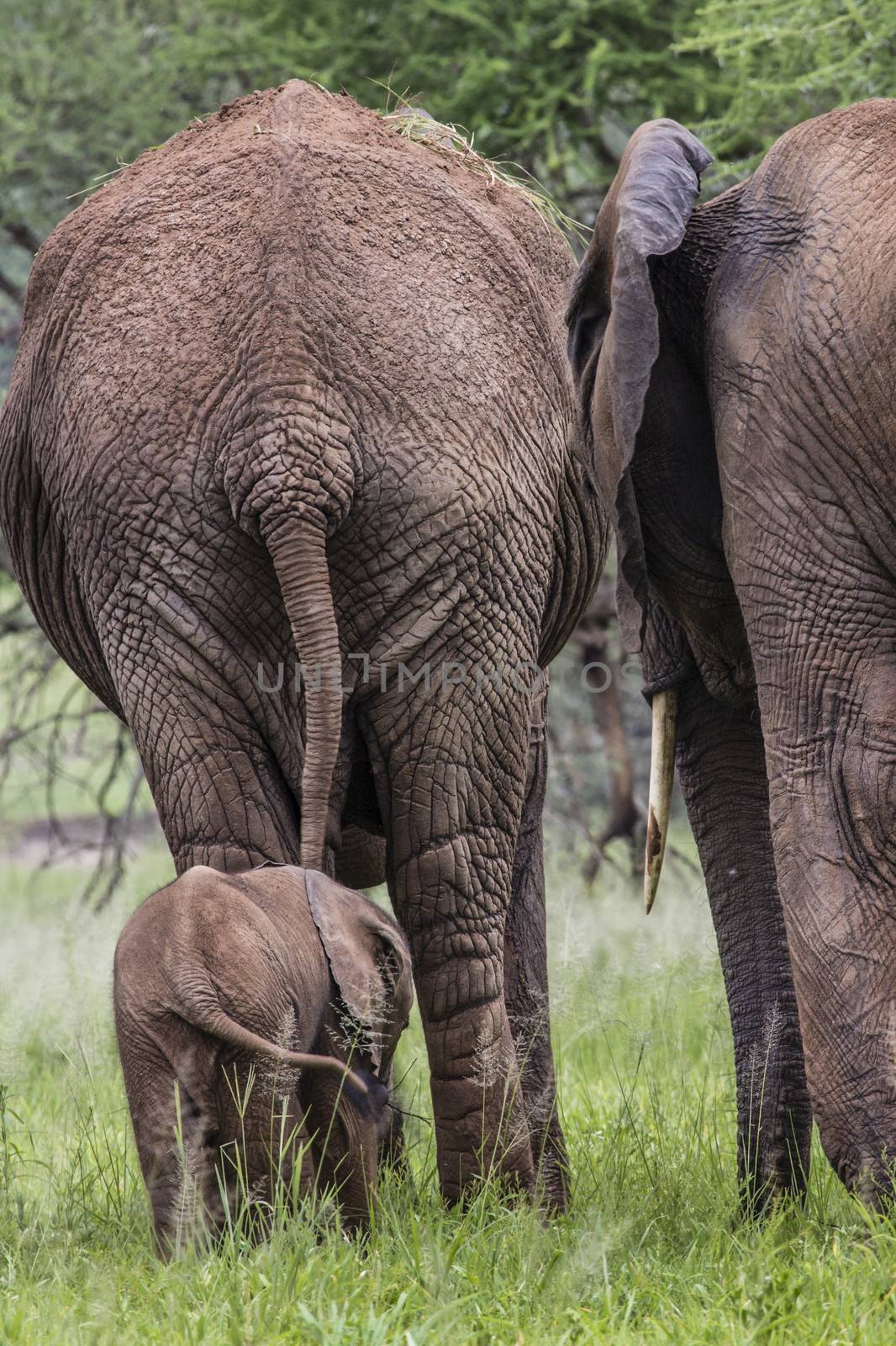 Mother and baby african elephants walking in savannah in the Tar by mariusz_prusaczyk