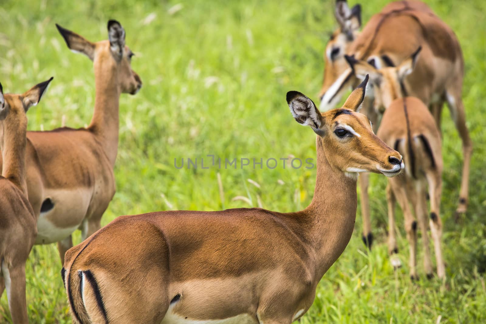 Female impala antelopes in Maasai Mara National Reserve, Kenya.