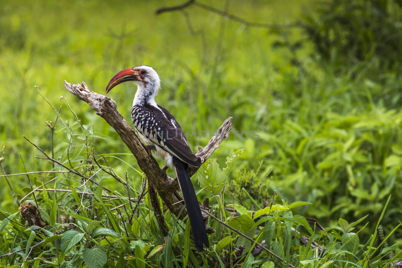 Yellow billed hornbill walking on ground looking and begging for food close-up