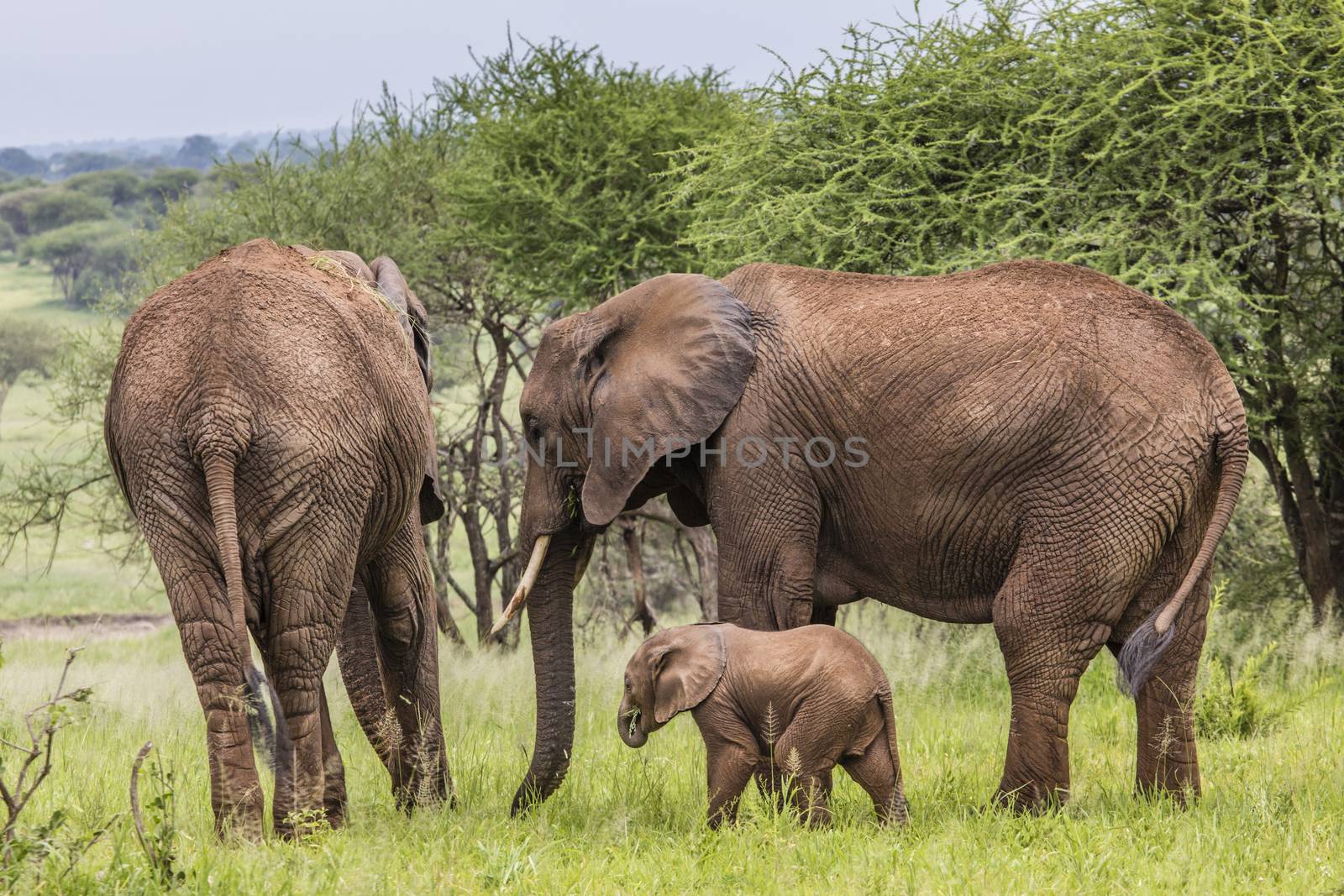 Mother and baby african elephants walking in savannah in the Tarangire National Park, Tanzania