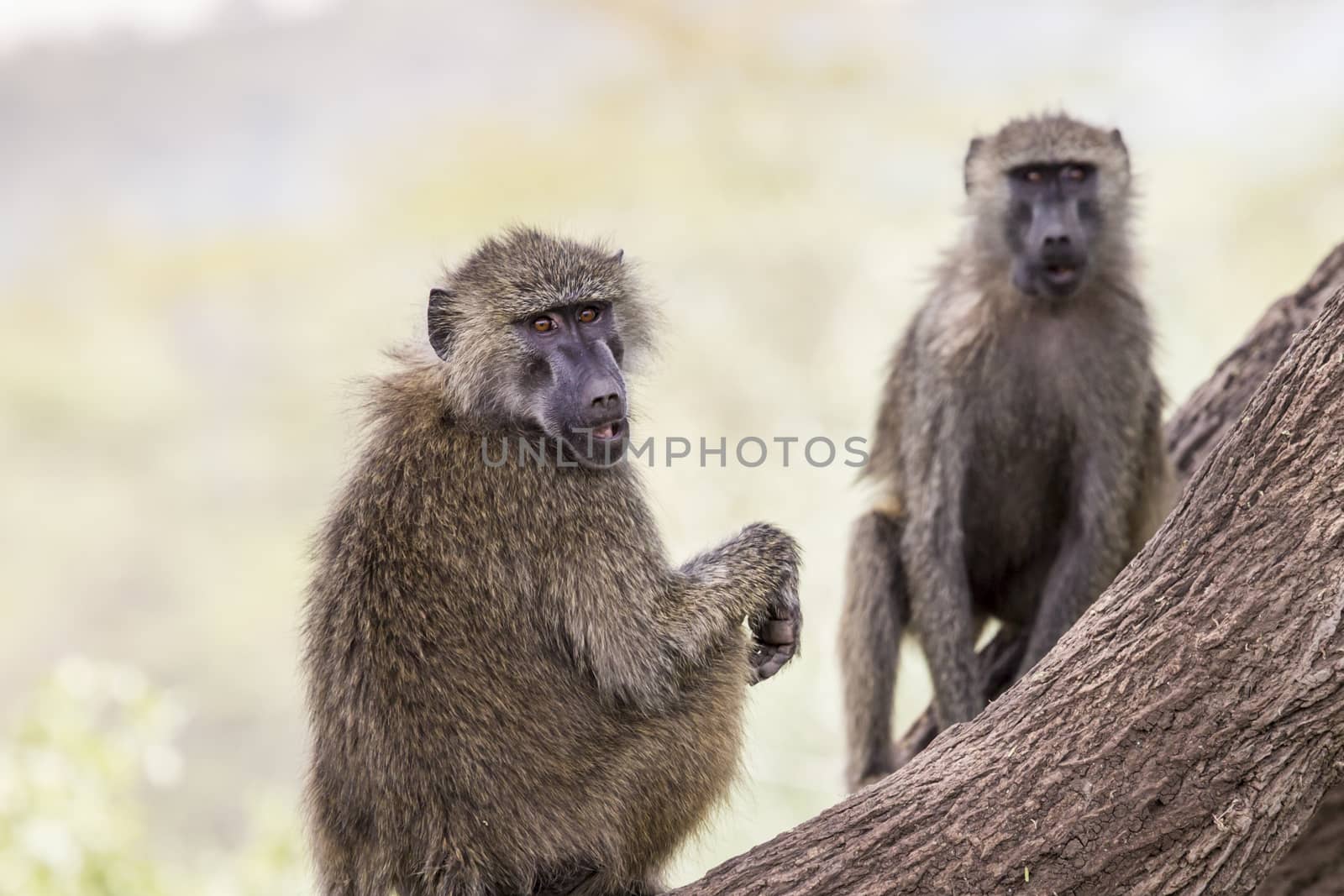 Baboon - Tarangire National Park - Wildlife Reserve in Tanzania, Africa