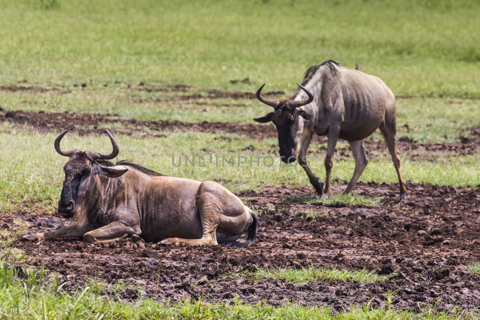 Wildebeests (Connochaetes Taurinus) Walking on Line, Ngorongoro Crater, Tanzania