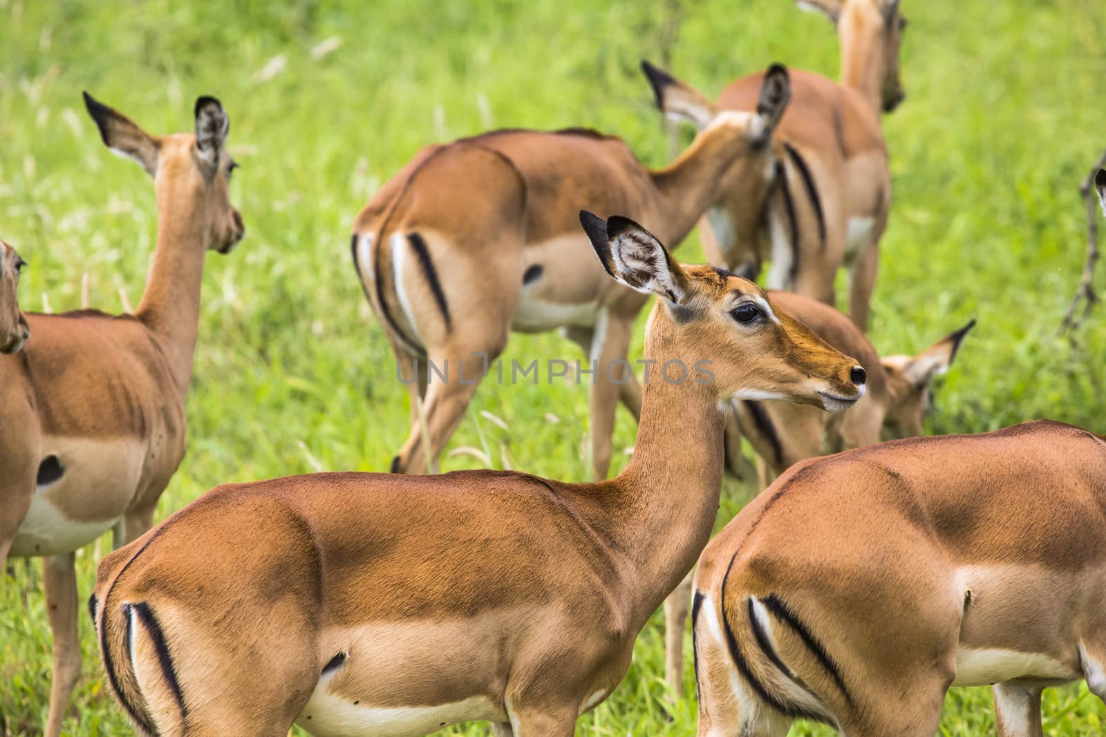 Female impala antelopes in Maasai Mara National Reserve, Kenya.