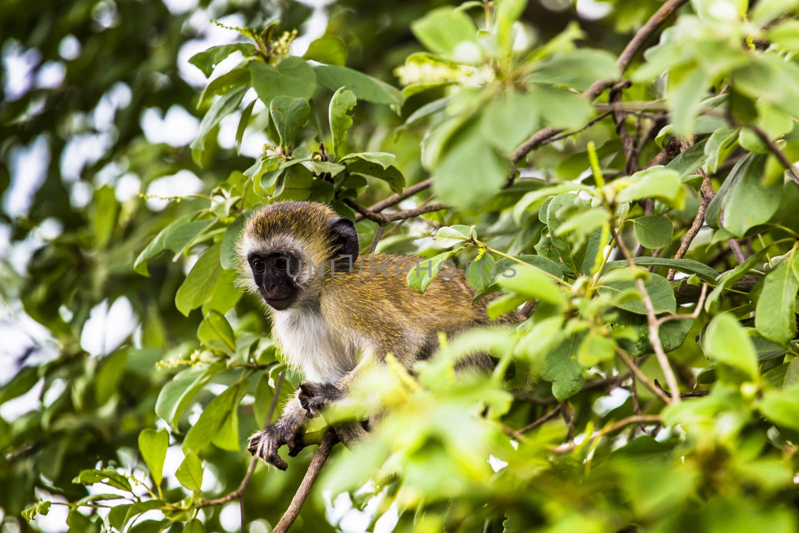 Vervet monkey (Cercopithecus aethiops) sitting in a tree, South Africa