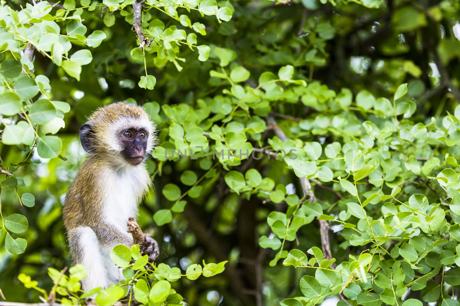 Vervet monkey (Cercopithecus aethiops) sitting in a tree, South Africa