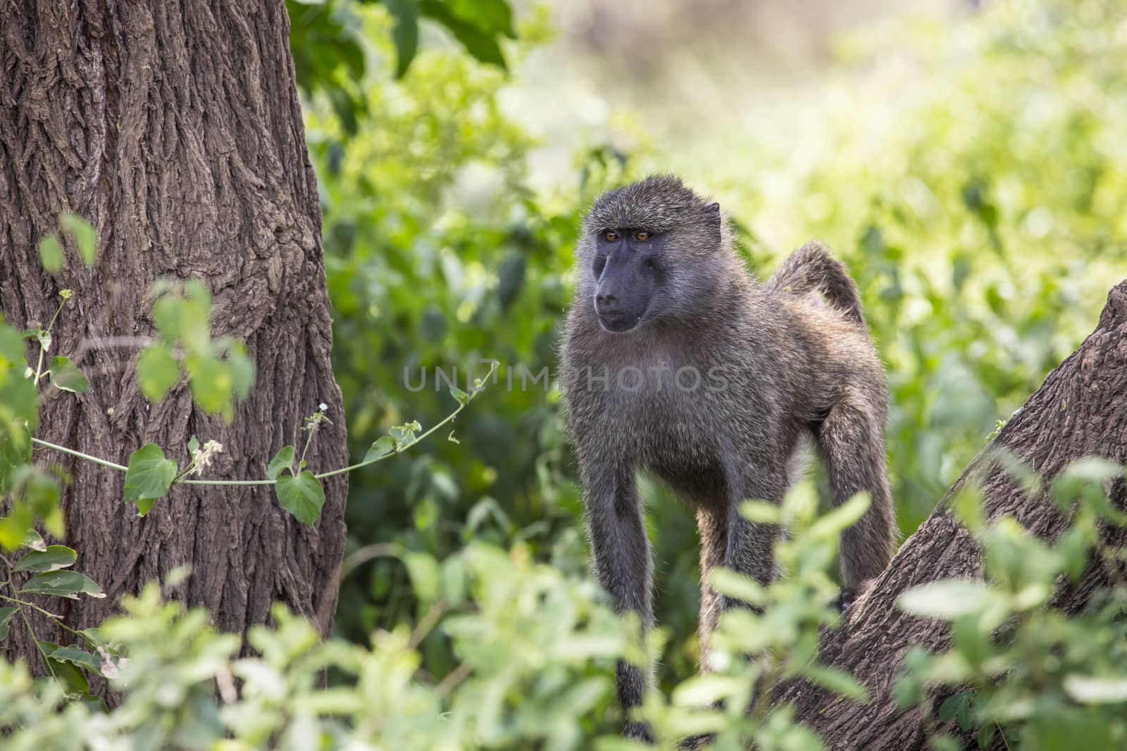 Baboon - Tarangire National Park - Wildlife Reserve in Tanzania, Africa