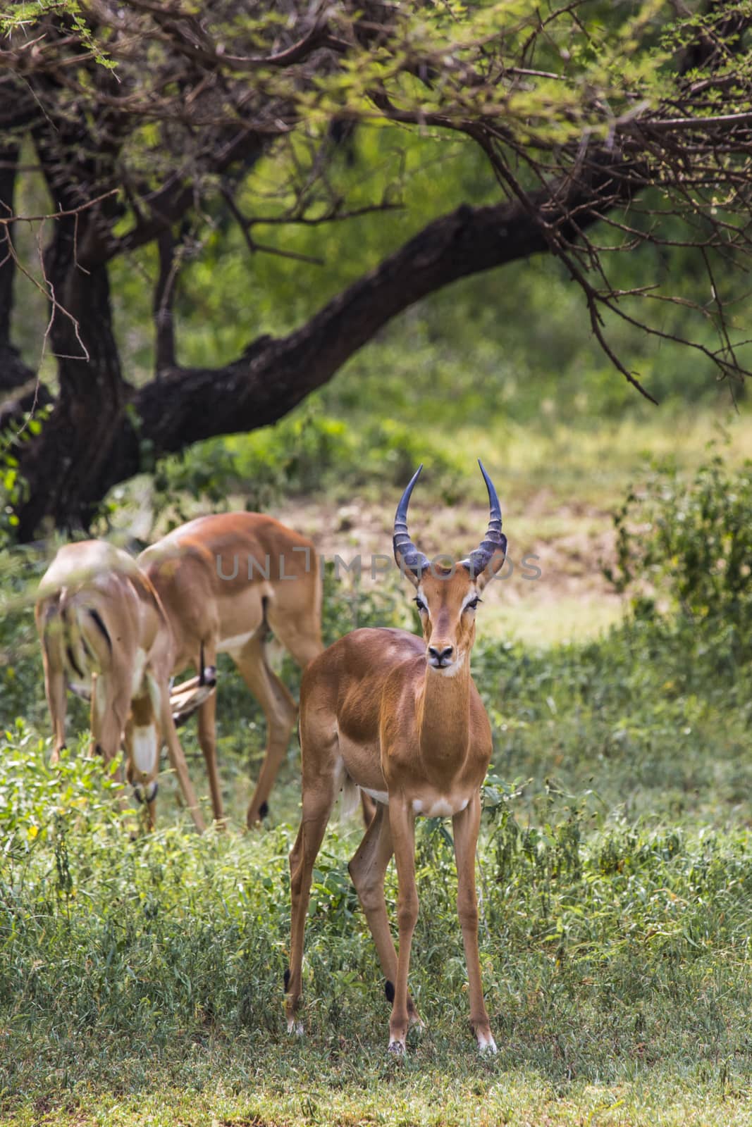 A herd of male impala, Aepyceros melampus, standing in the vegetation in Serengeti National Park, Tanzania