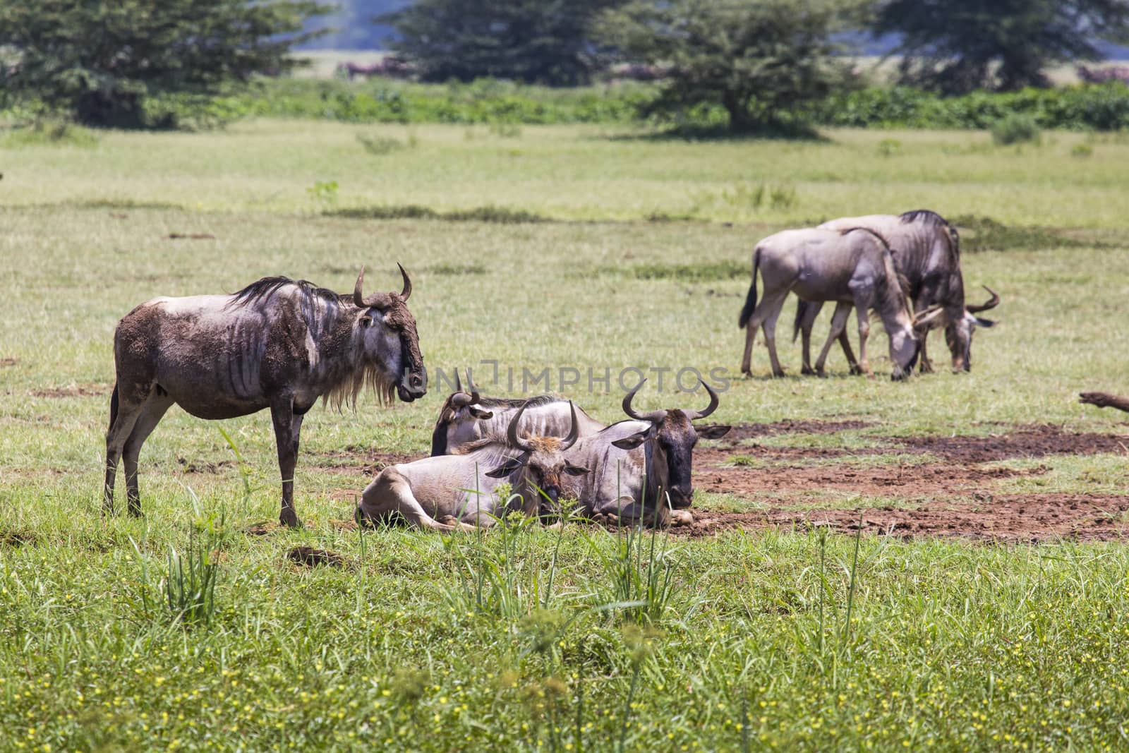 Wildebeests (Connochaetes Taurinus) Walking on Line, Ngorongoro Crater, Tanzania