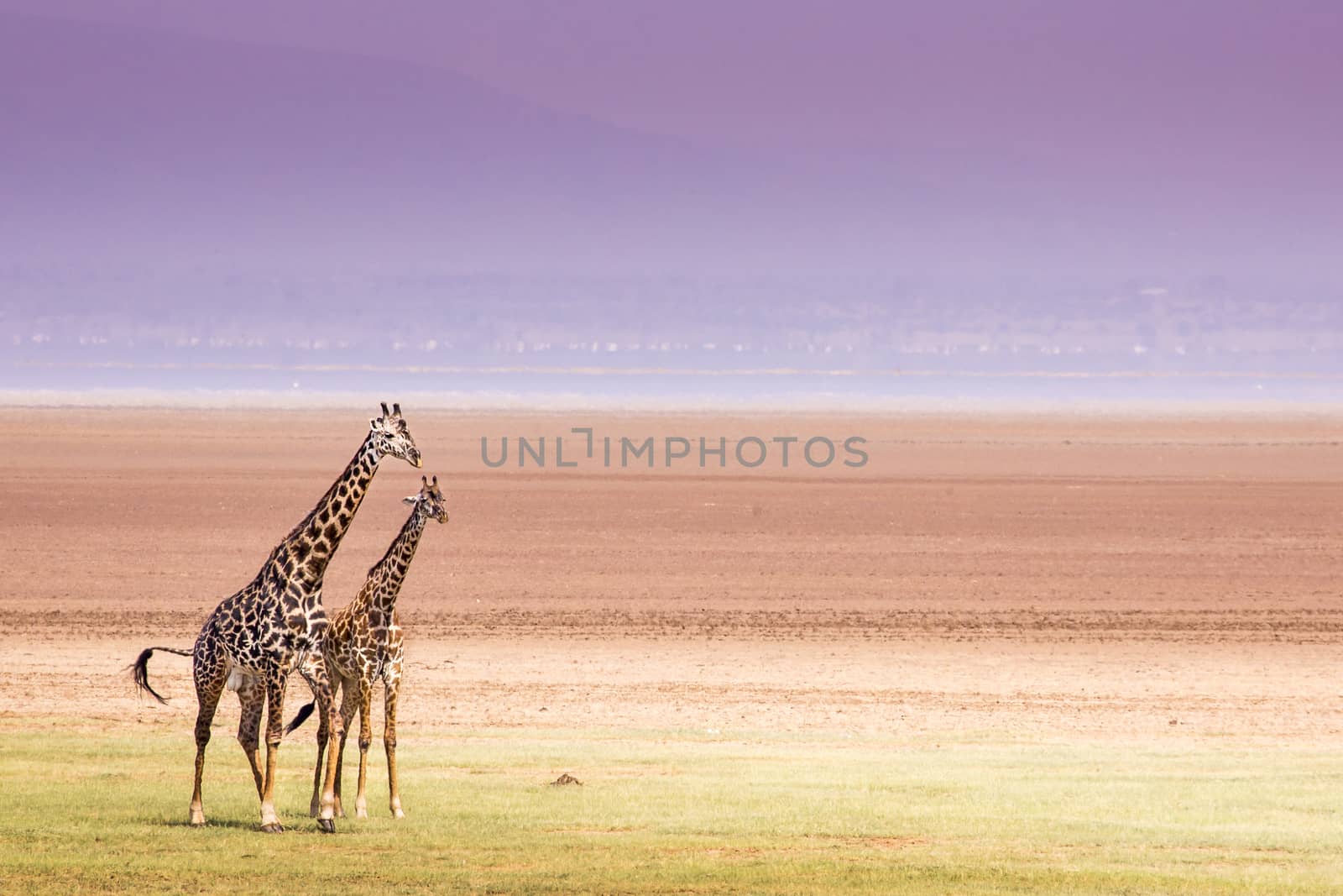 Giraffes in Lake Manyara national park, Tanzania 