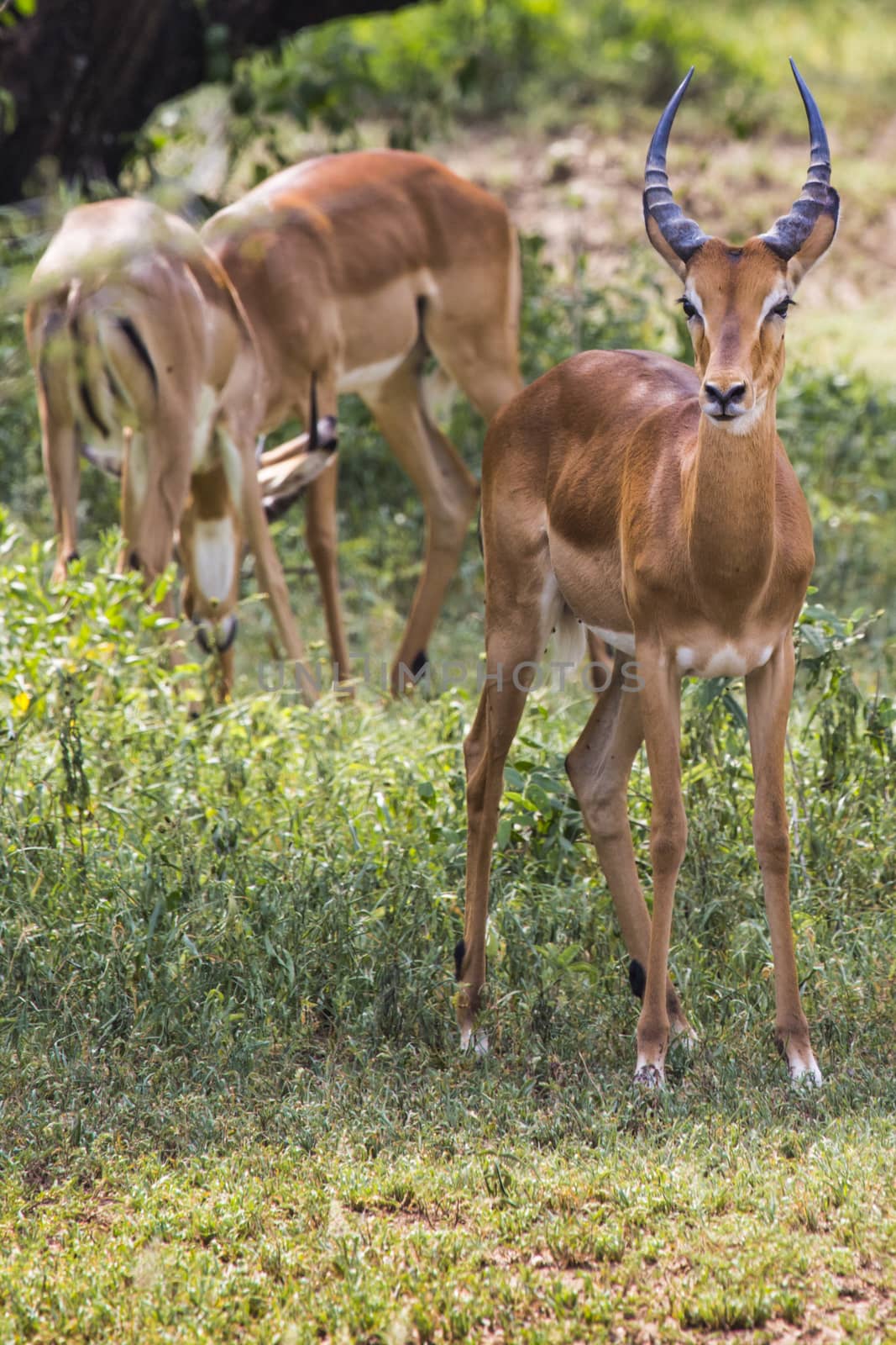 A herd of male impala, Aepyceros melampus, standing in the vegetation in Serengeti National Park, Tanzania