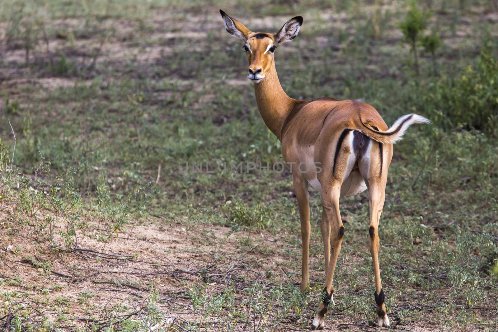 Young female impala antelope, Tarangire National Park, Tanzania