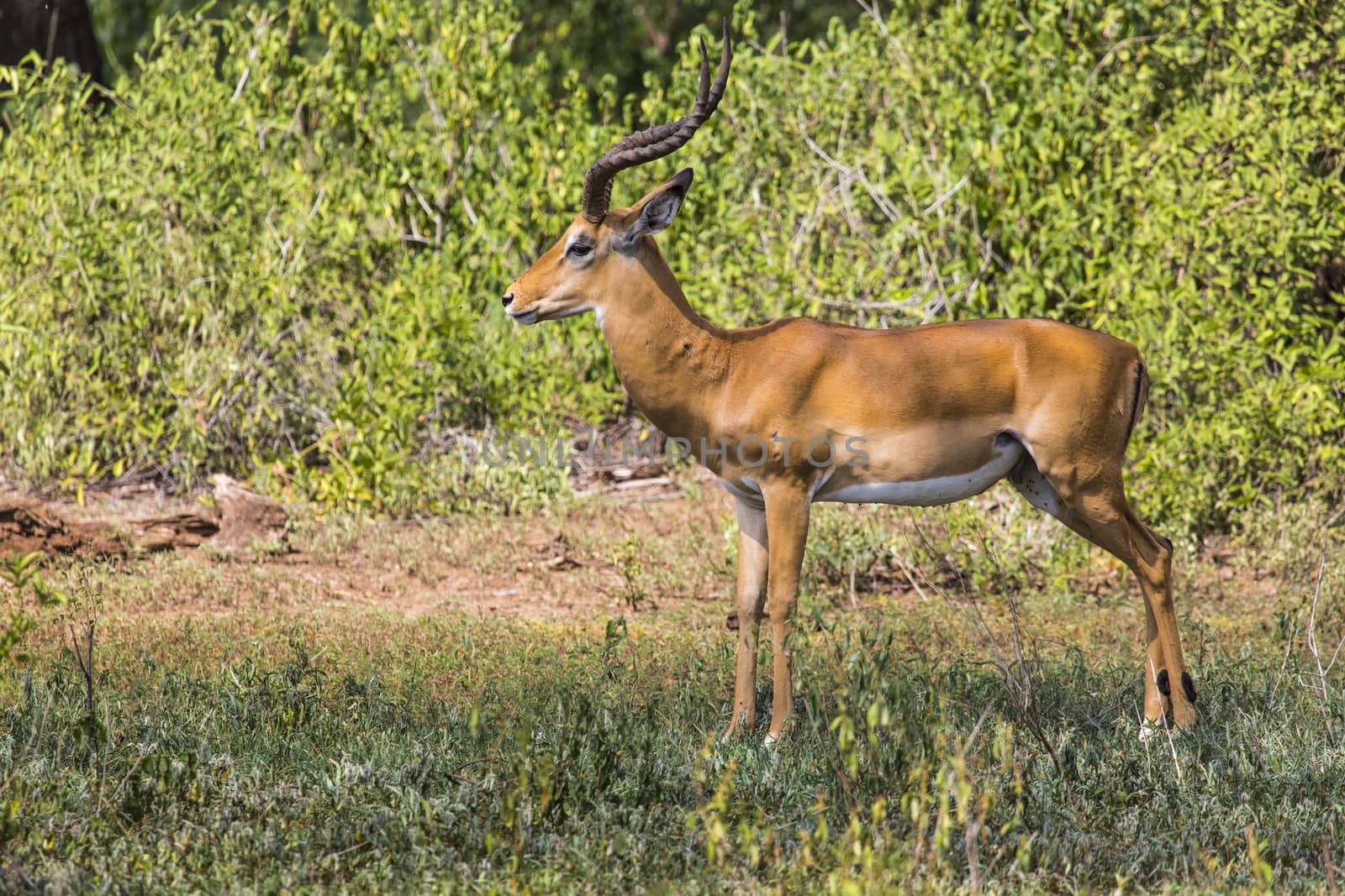 A herd of male impala, Aepyceros melampus, standing in the veget by mariusz_prusaczyk