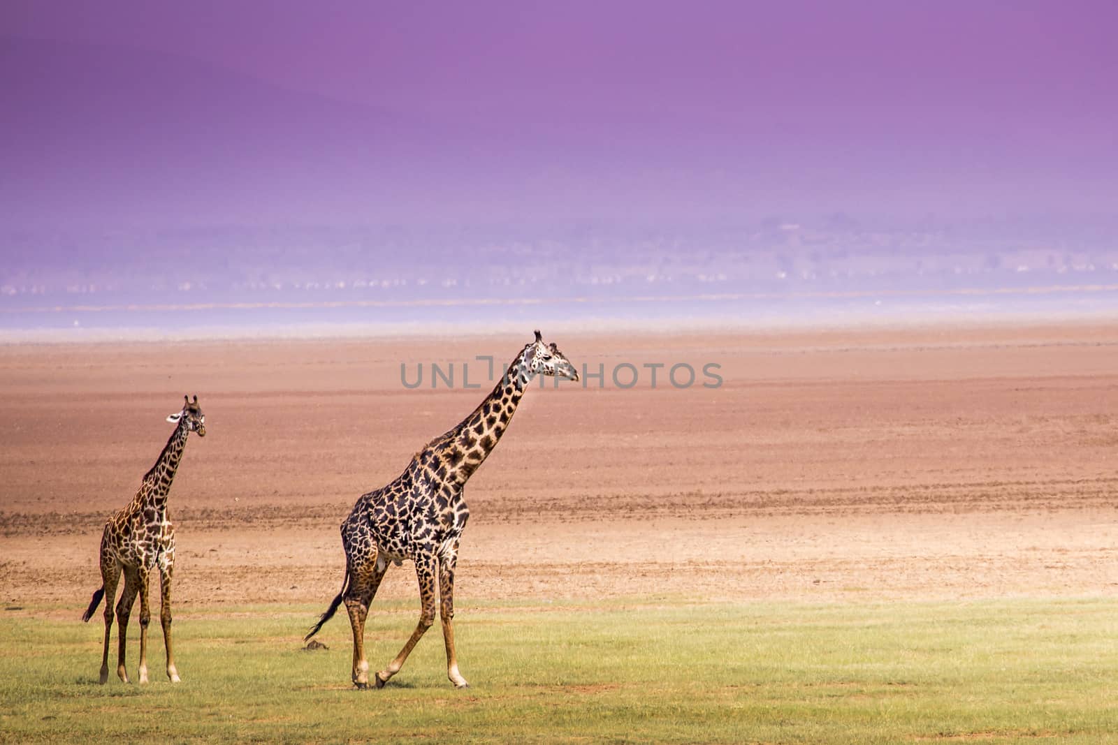 Giraffes in Lake Manyara national park, Tanzania  by mariusz_prusaczyk