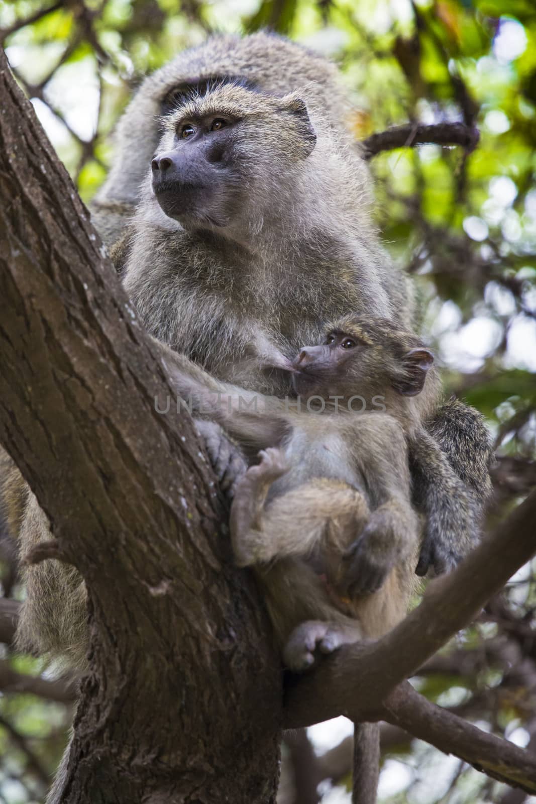 Baboon - Tarangire National Park - Wildlife Reserve in Tanzania, by mariusz_prusaczyk