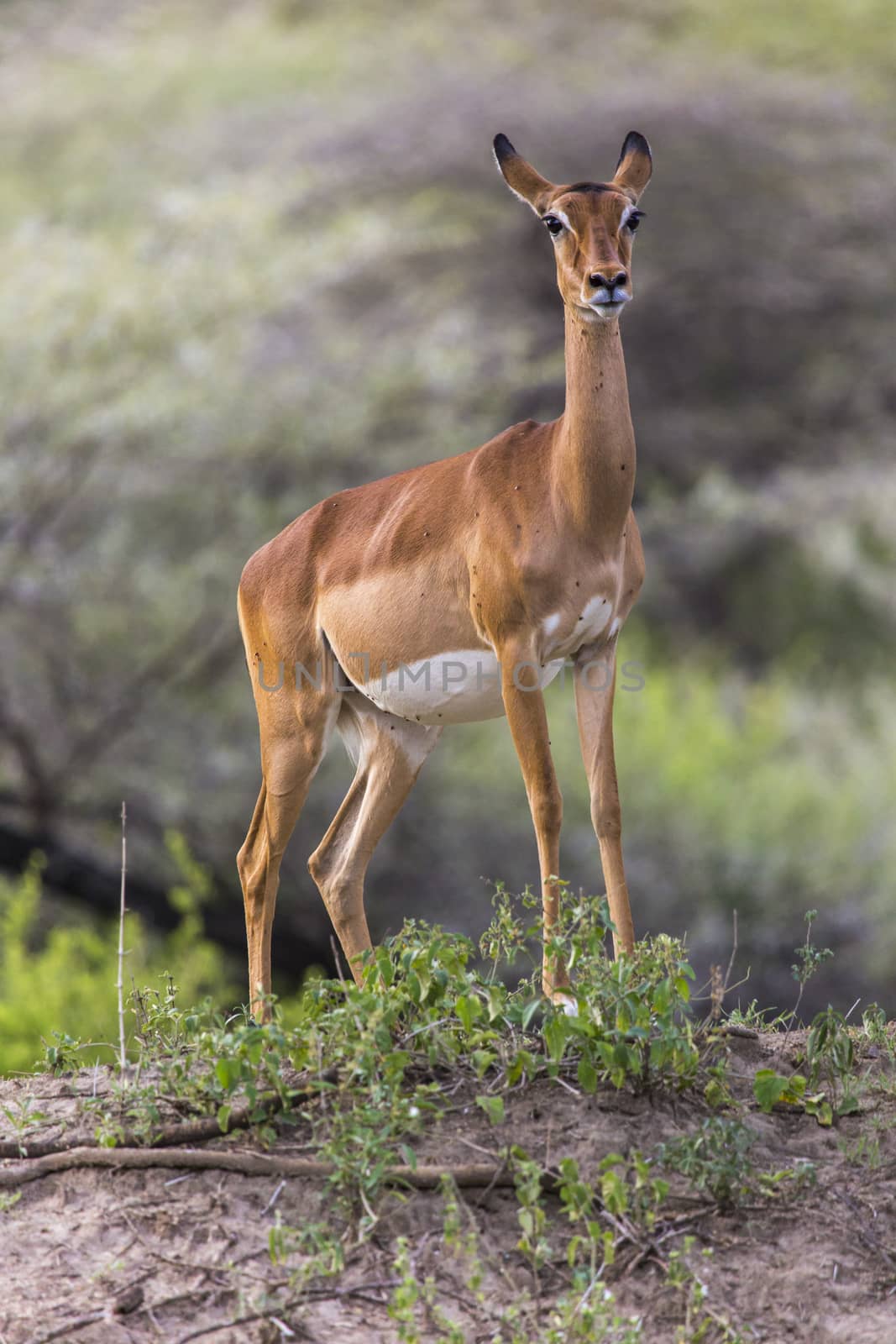 Young female impala antelope, Tarangire National Park, Tanzania by mariusz_prusaczyk